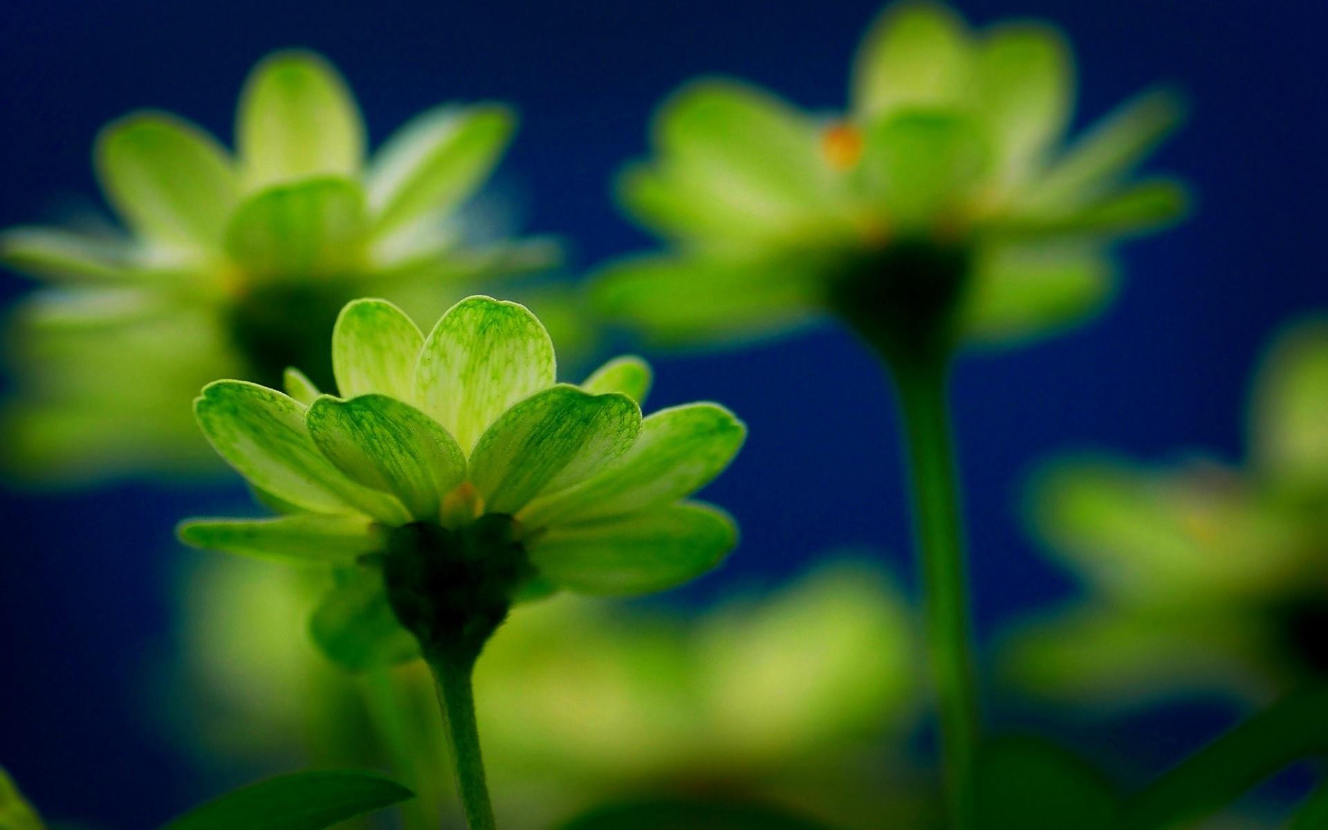 Green Flowers Wallpapers - Wallpaper Cave