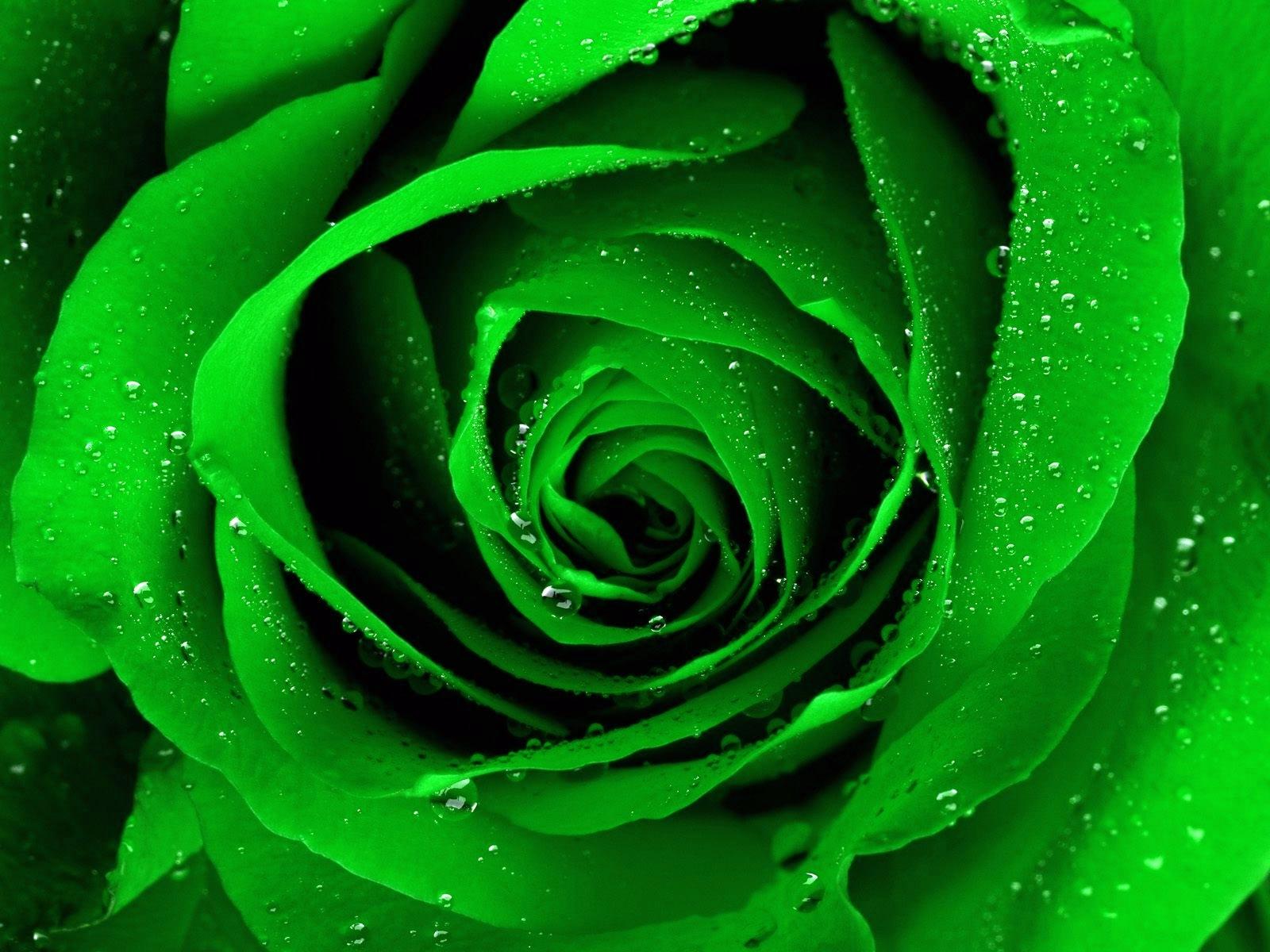 Green Rose Picture, High Resolution Green Rose Picture