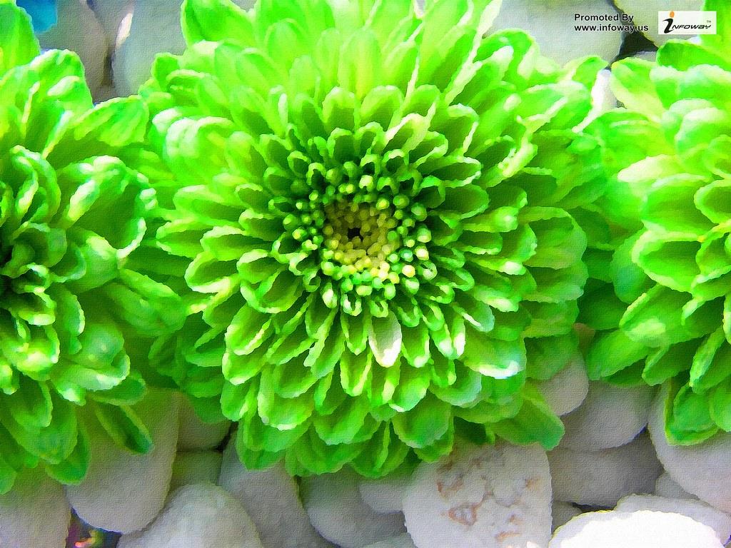 hd wallpaper very nice flowers green flower. HD wallpaper