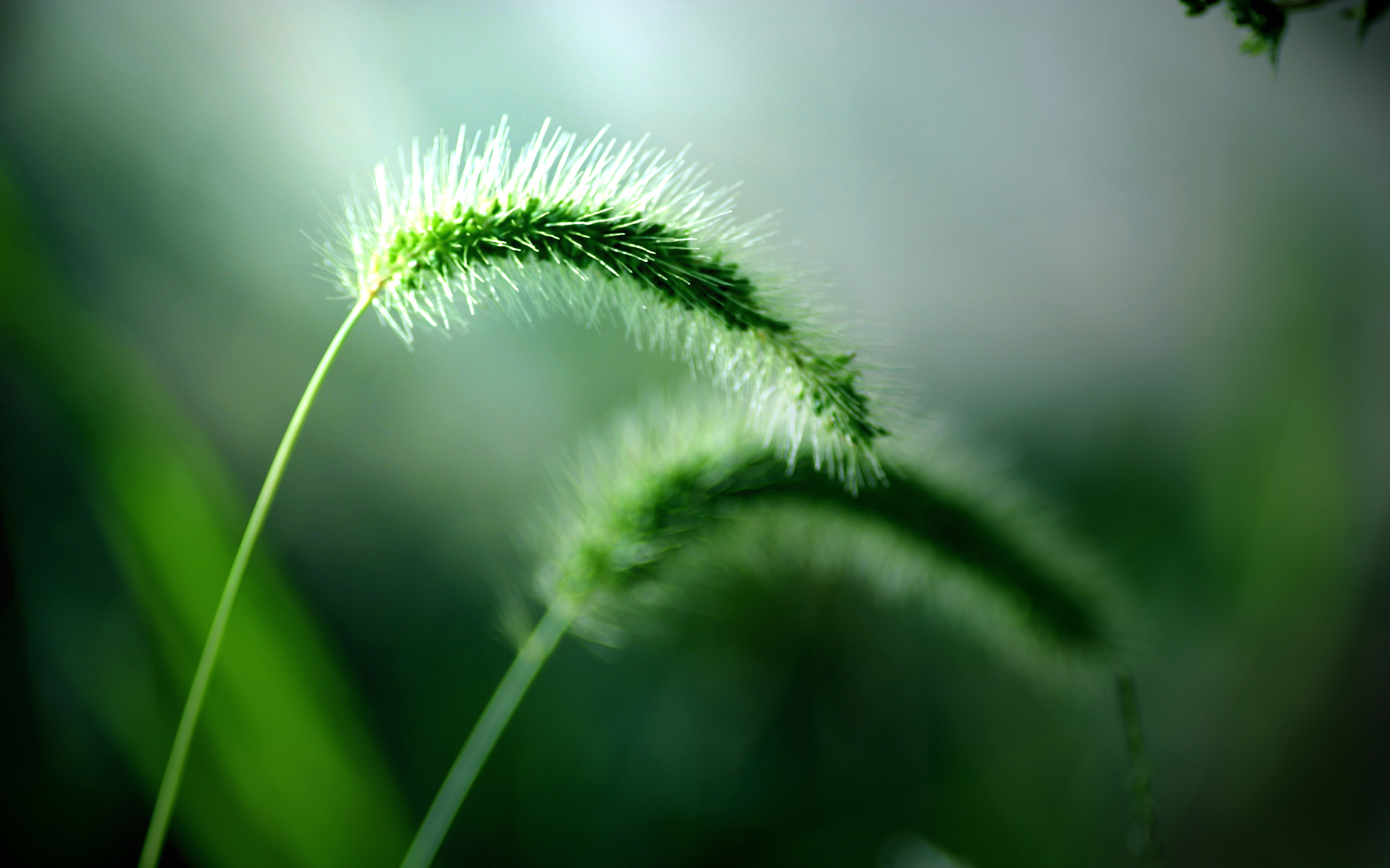 green, flowers, grass, macro wallpaper