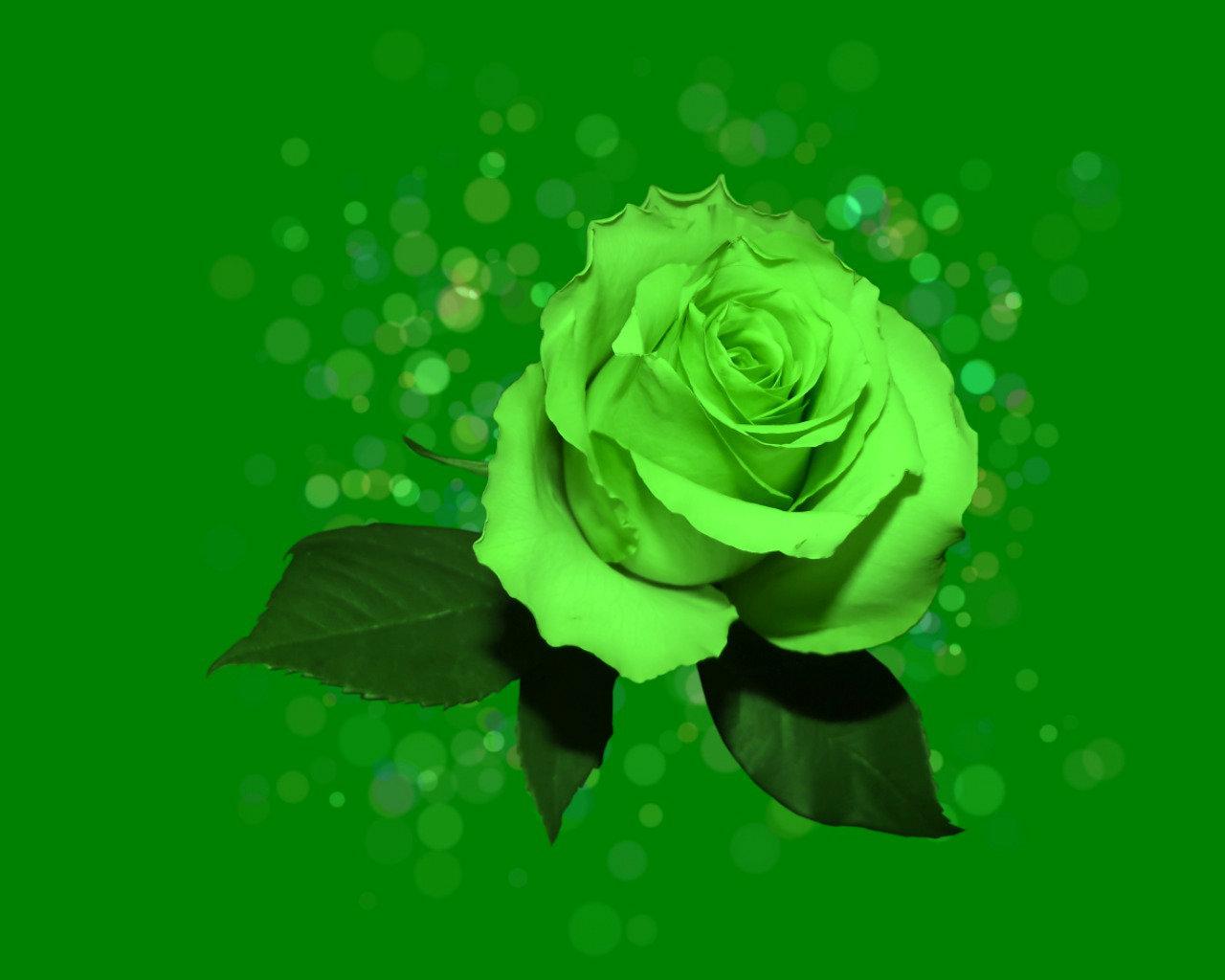 Most Beautiful Green Roses