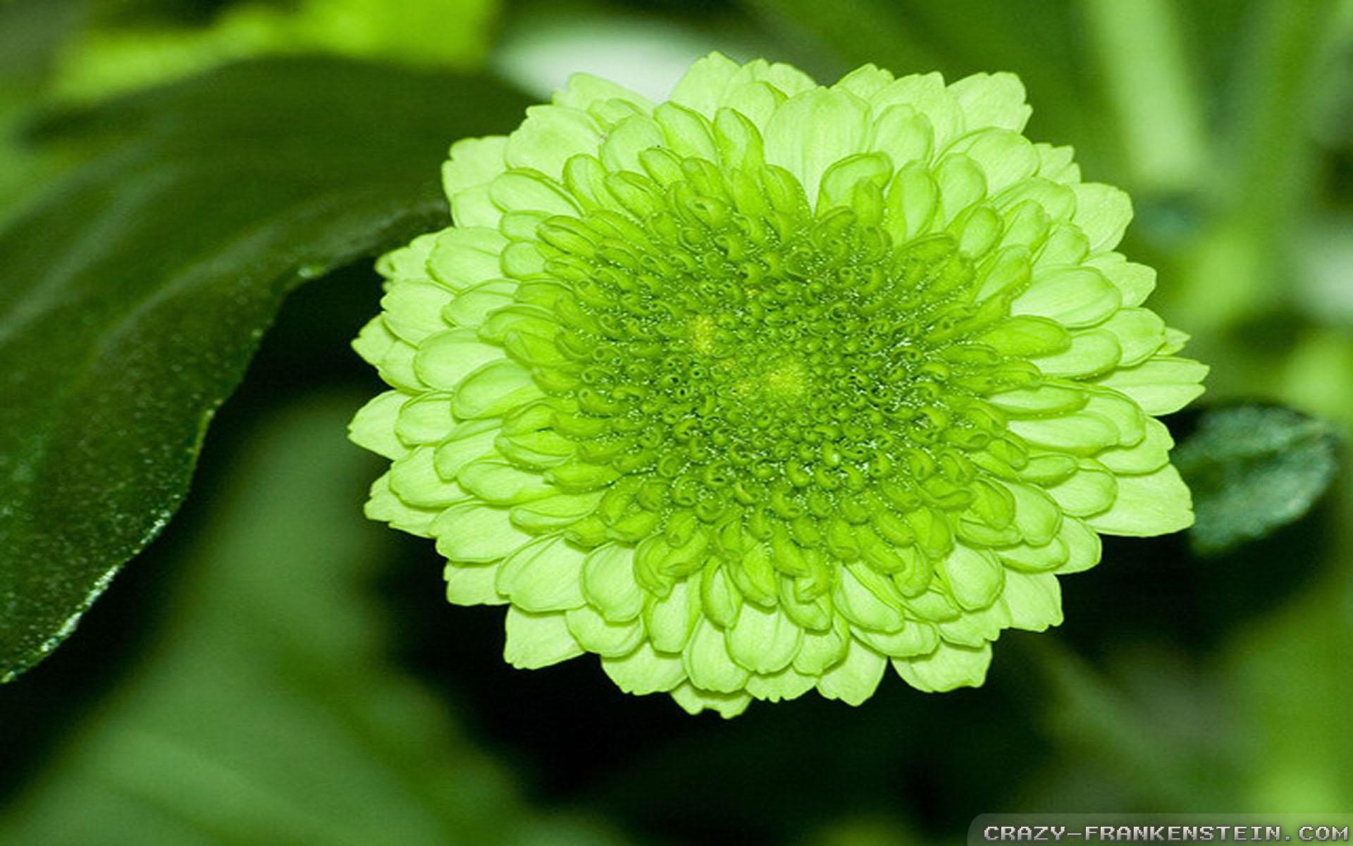 Light Green Flowers wallpaper
