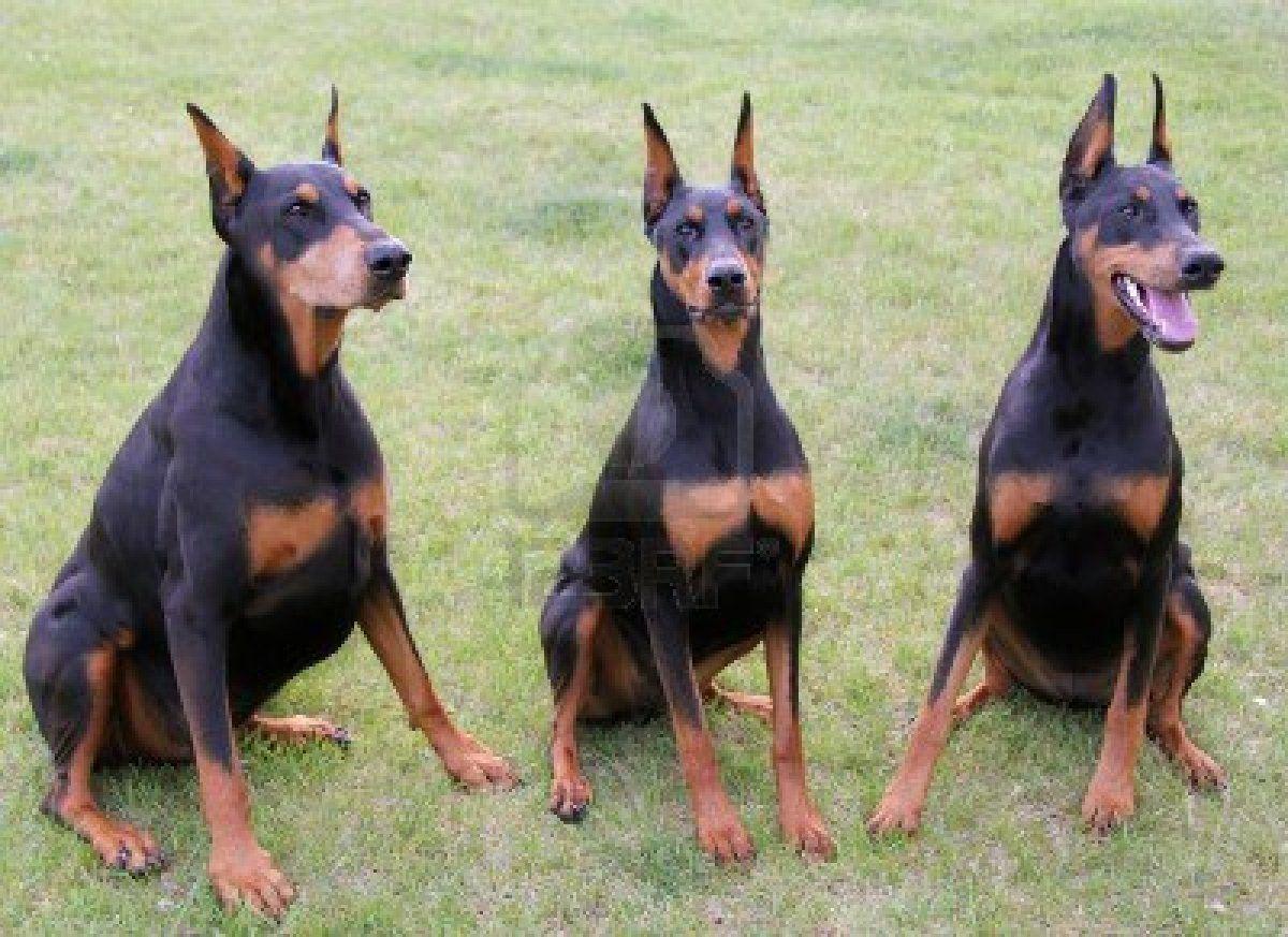 Cute Doberman Pinscher dogs photo and wallpaper. Beautiful Cute