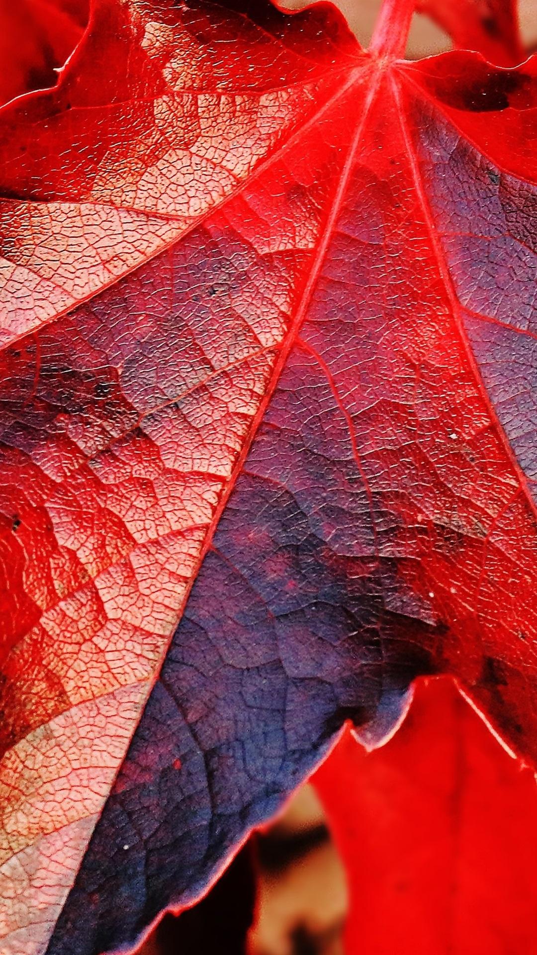 Red maple leaves macro photography, autumn theme 1080x1920