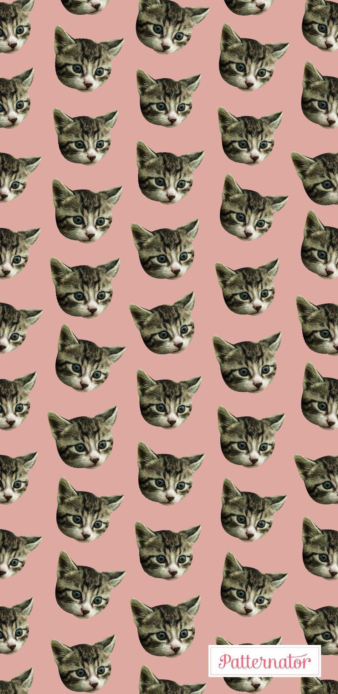 Cat Face Wallpaper, Free Stock Wallpaper