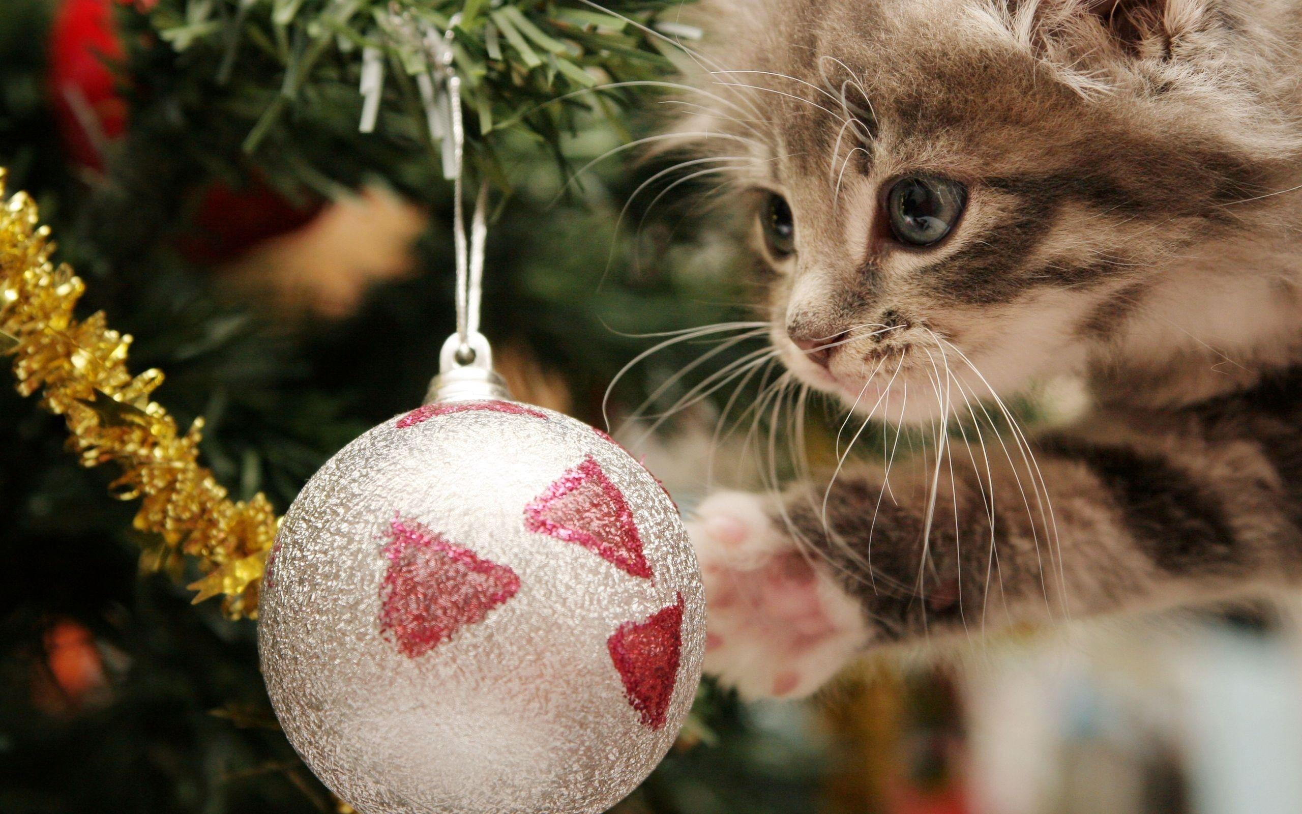 Cute Christmas Cat Wallpaper Free Cute Christmas Cat