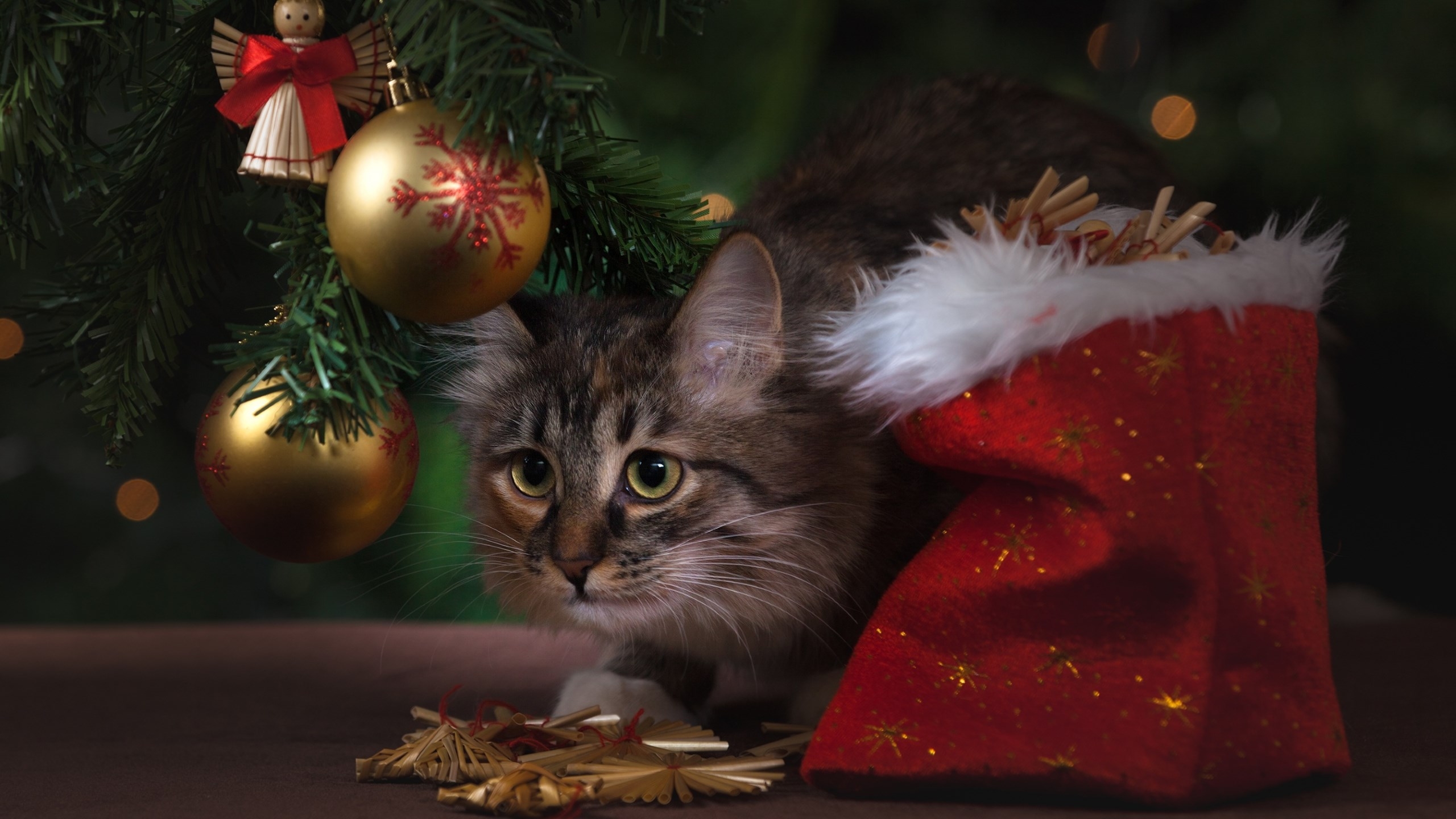 Download 2560x1440 Kitten, Cute, Christmas, Cats Wallpaper