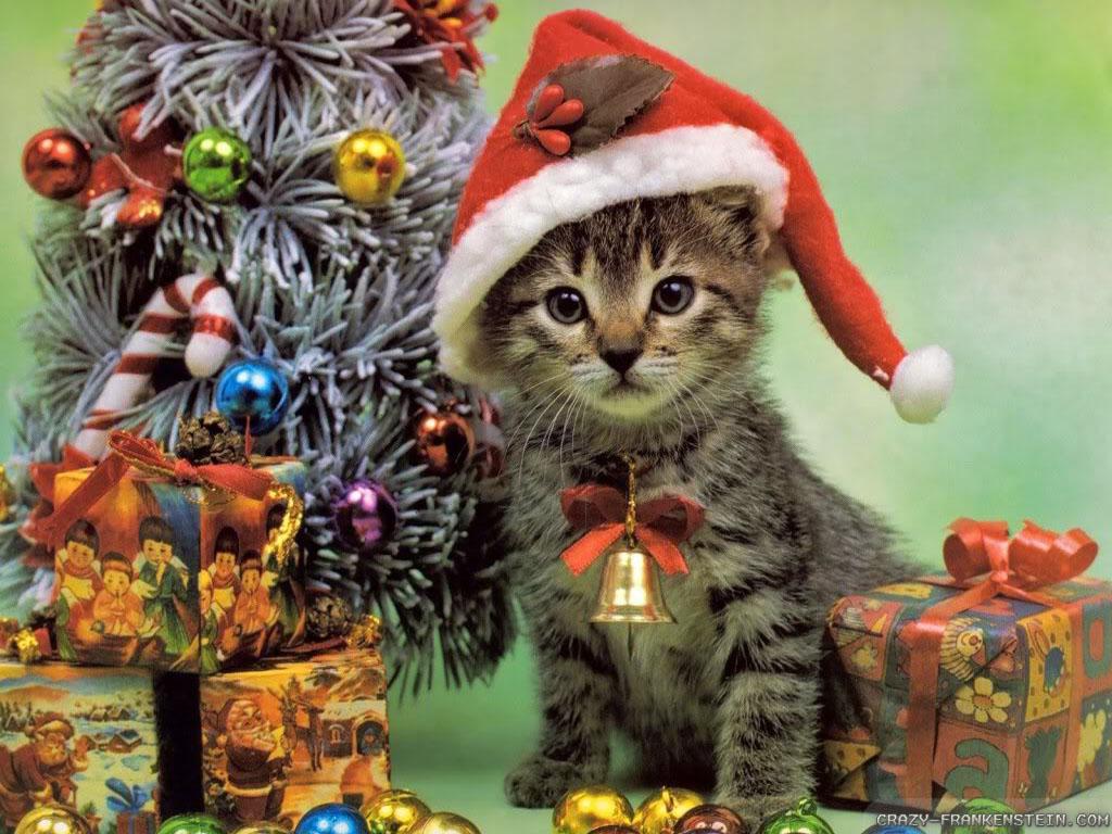 Free download Christmas Kitten Cats Wallpaper 36711832