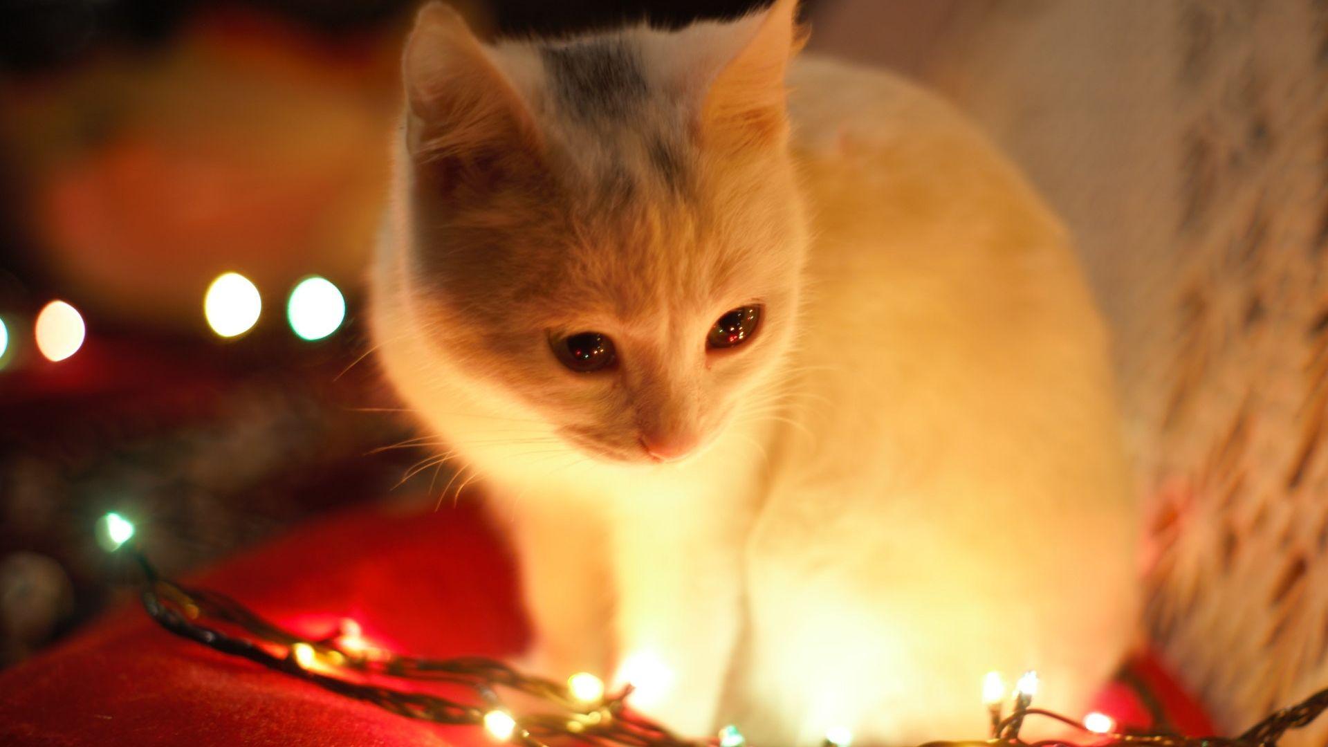 Cute White Cat Besides Christmas Lights Wallpaper