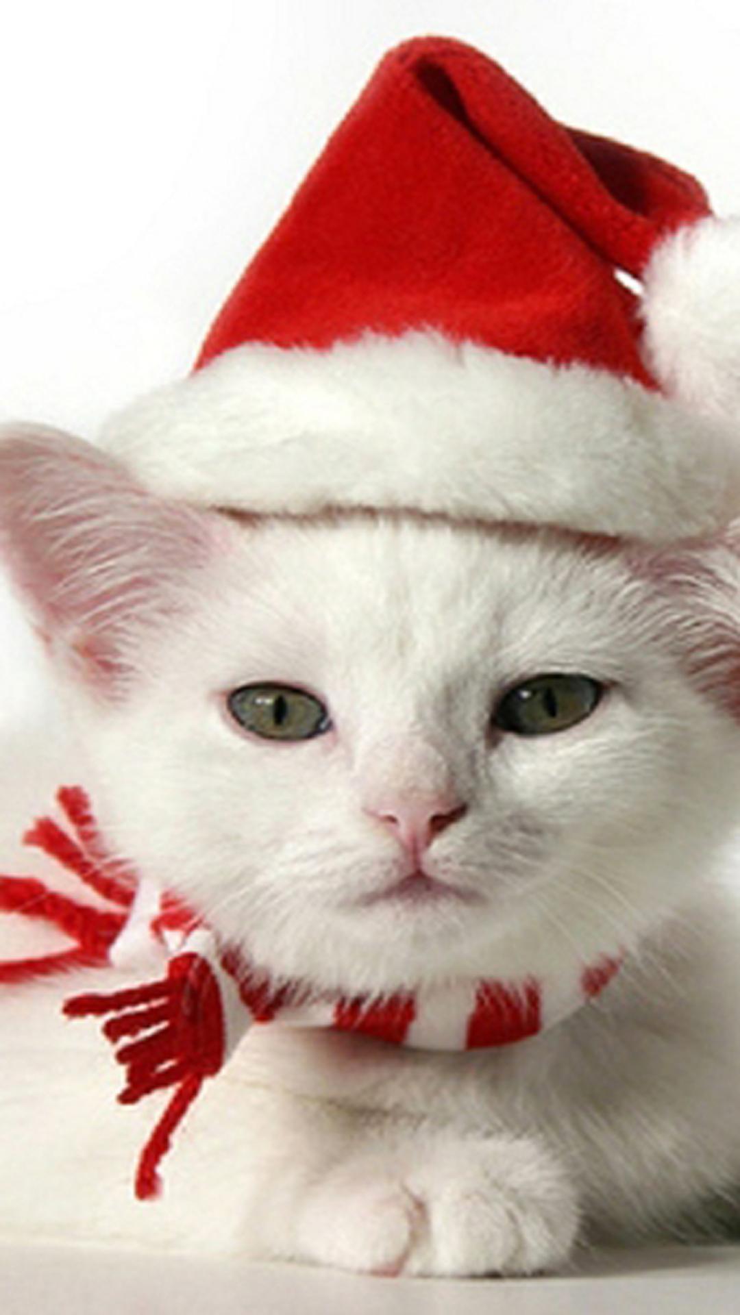 Christmas Kittens Wallpaper With Christmas Hat