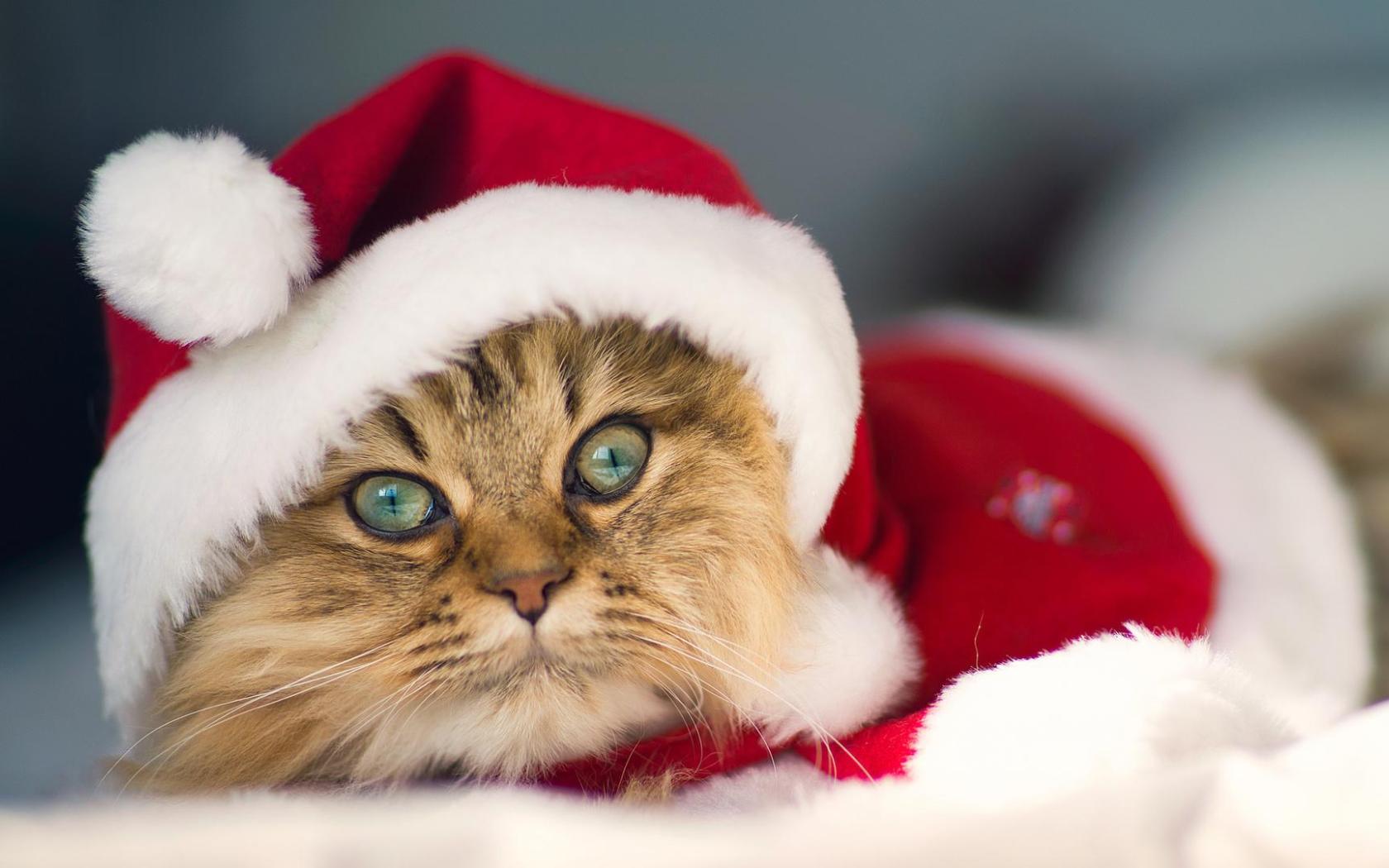 Cute Christmas Cat Picture