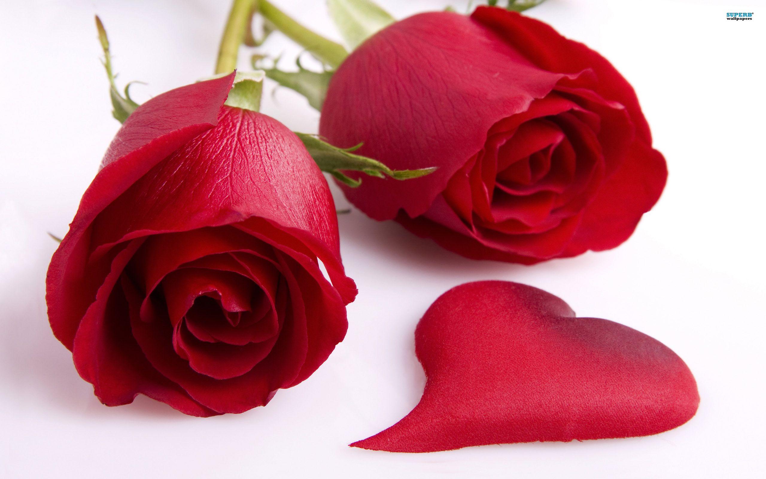 valentines day. Rose flower wallpaper, Beautiful rose