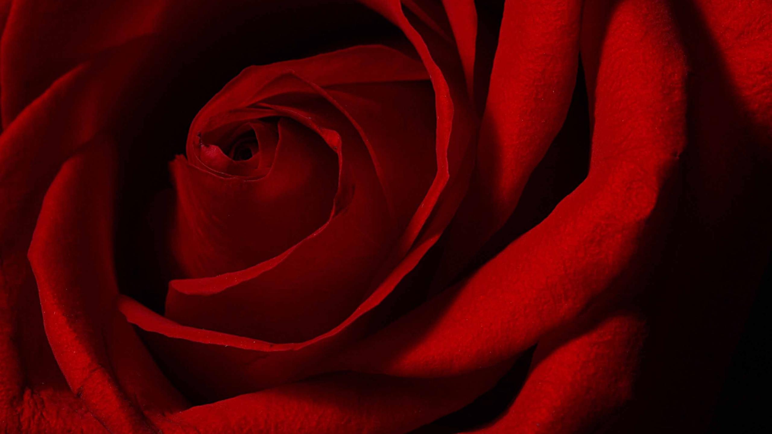 Valentines Day Rose Mac Wallpaper Download
