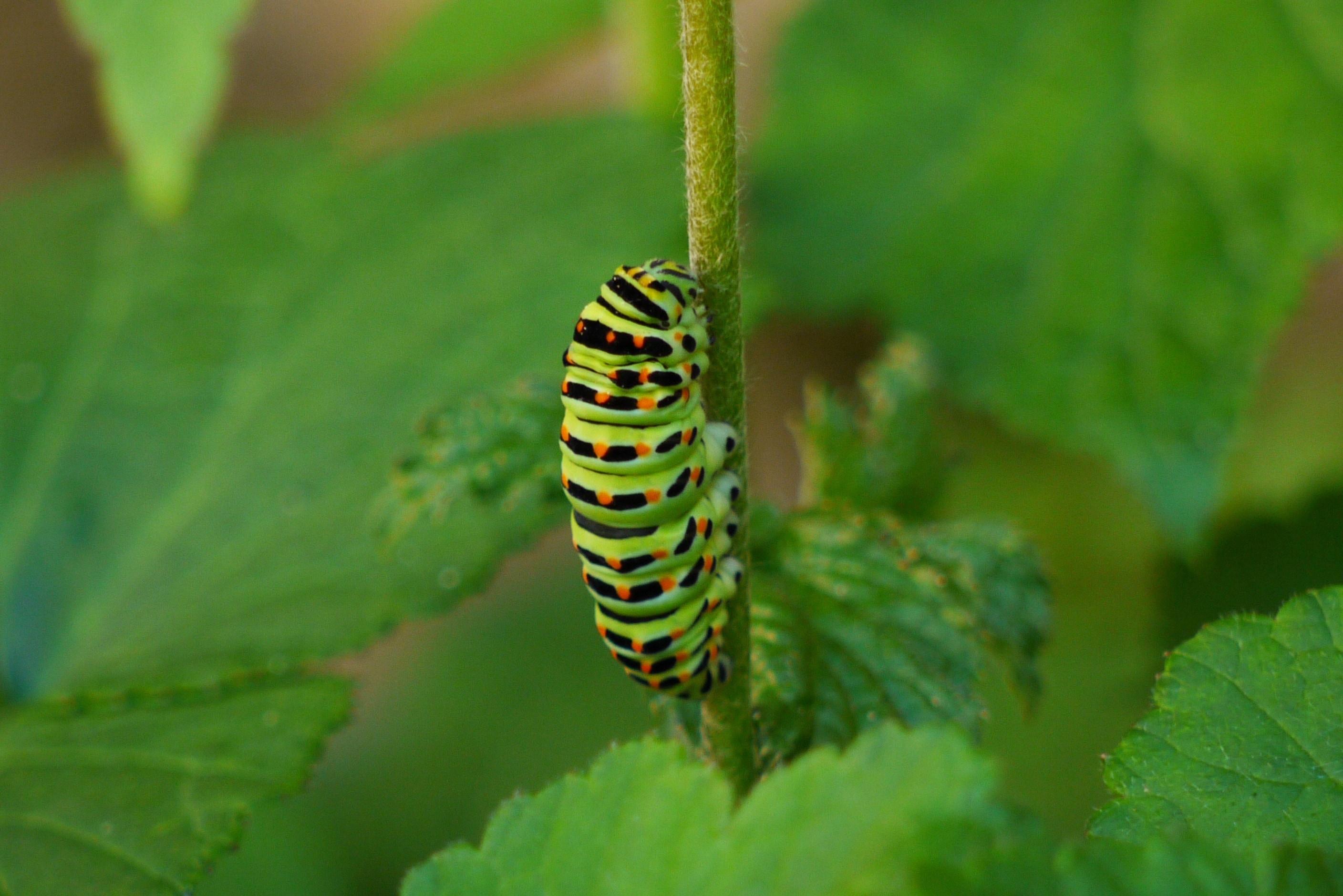 green catterpillar free image
