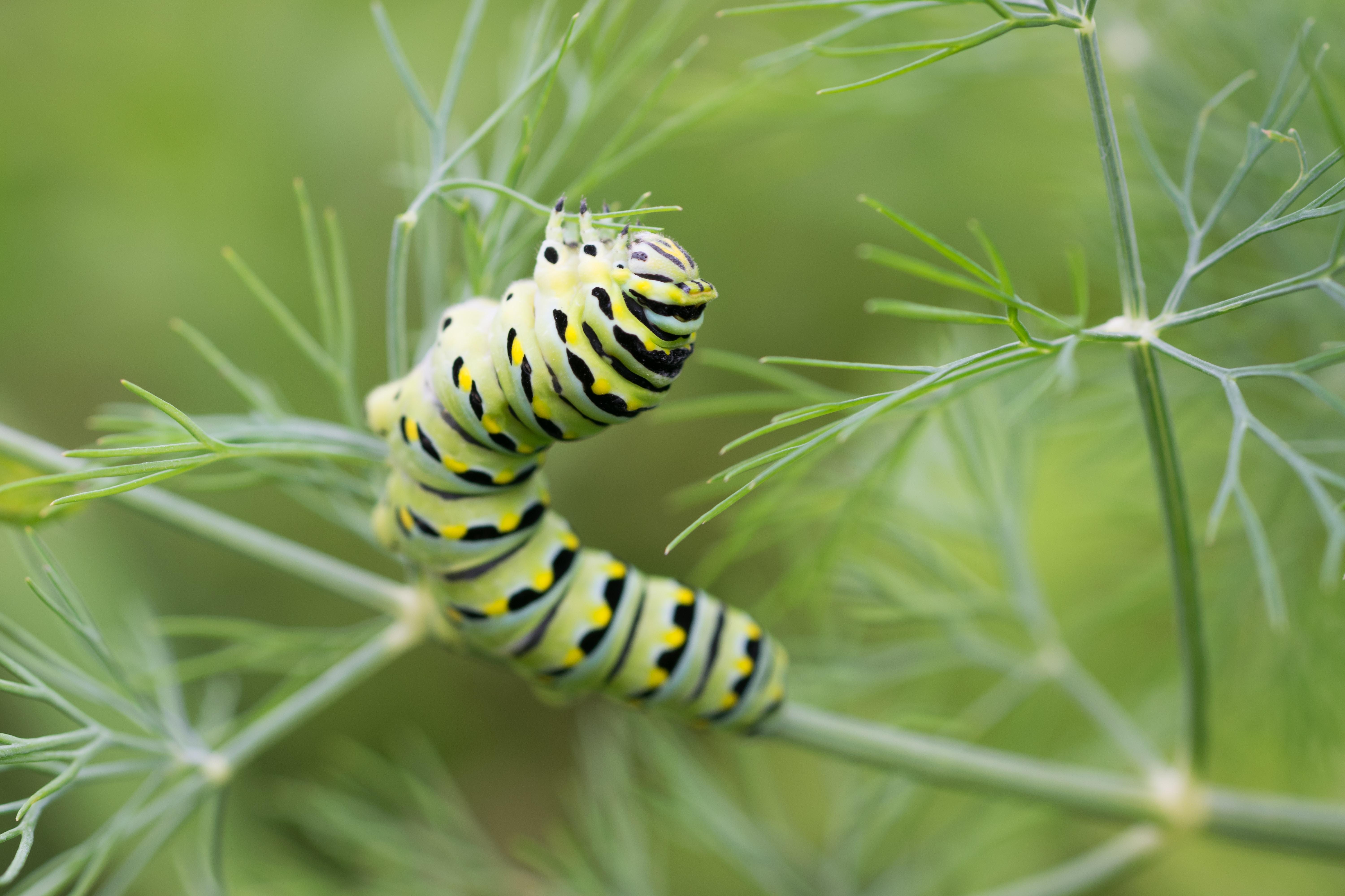Caterpillar Picture. Download Free Image