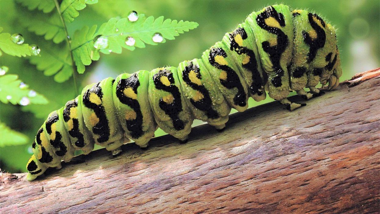 Animal Caterpillar Green Insect wallpaperx1080