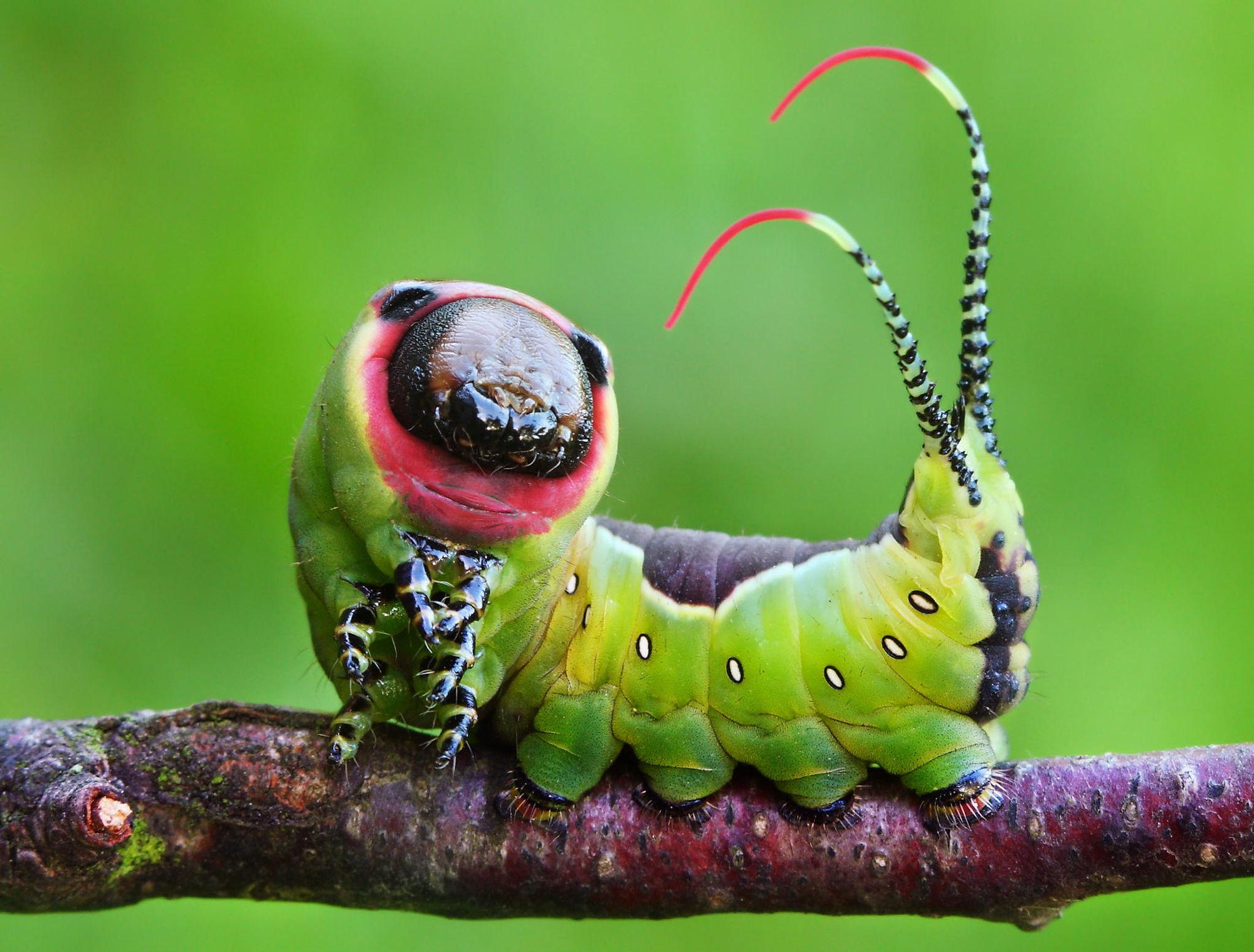 Caterpillar HD Wallpaper and Background Image