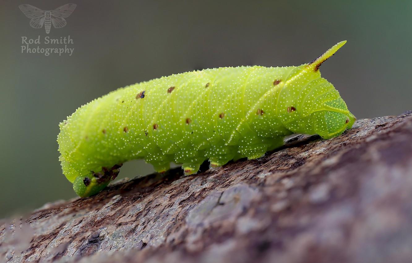 Wallpaper caterpillar, background, green image for desktop