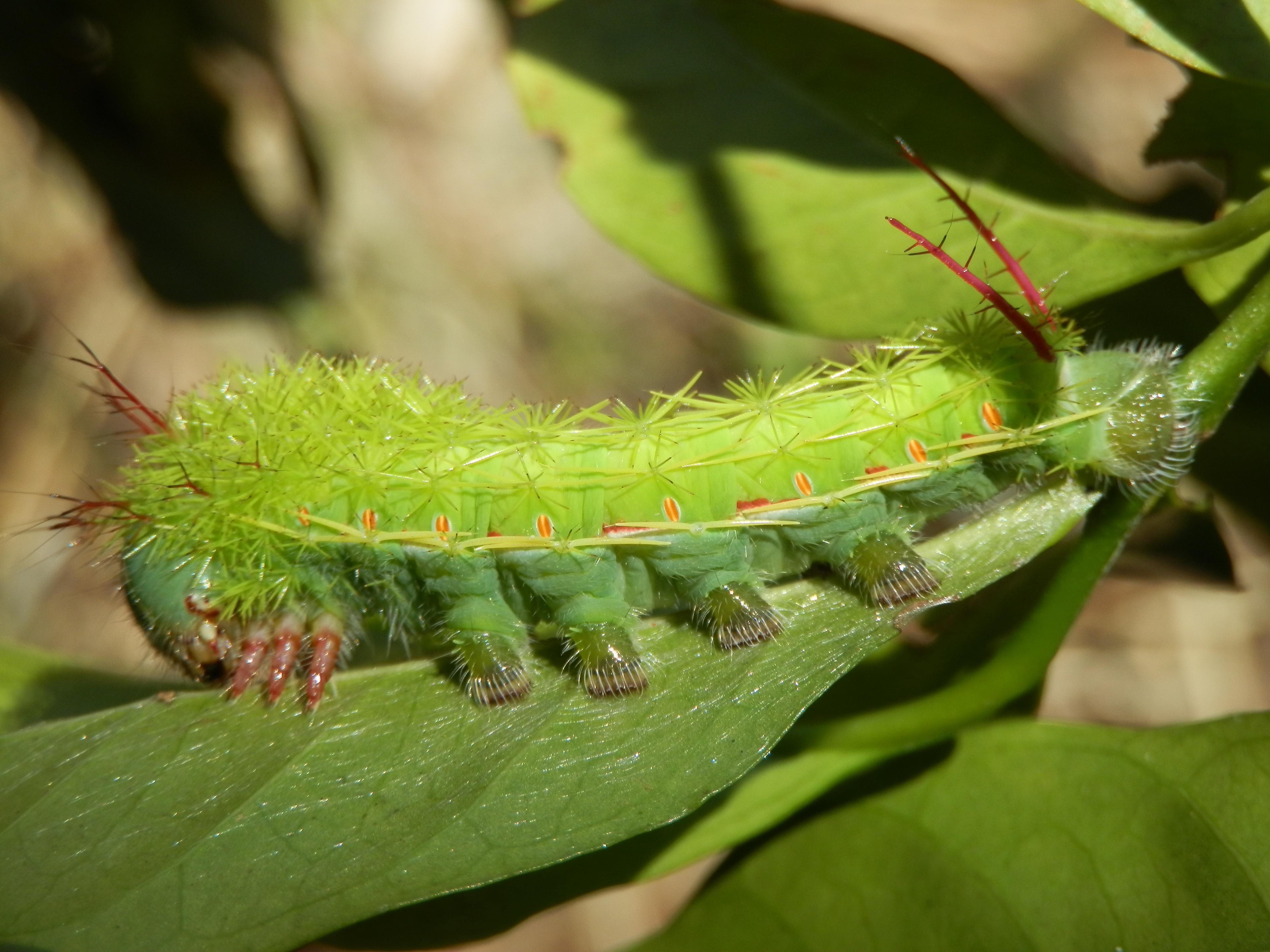 green caterpillar free image