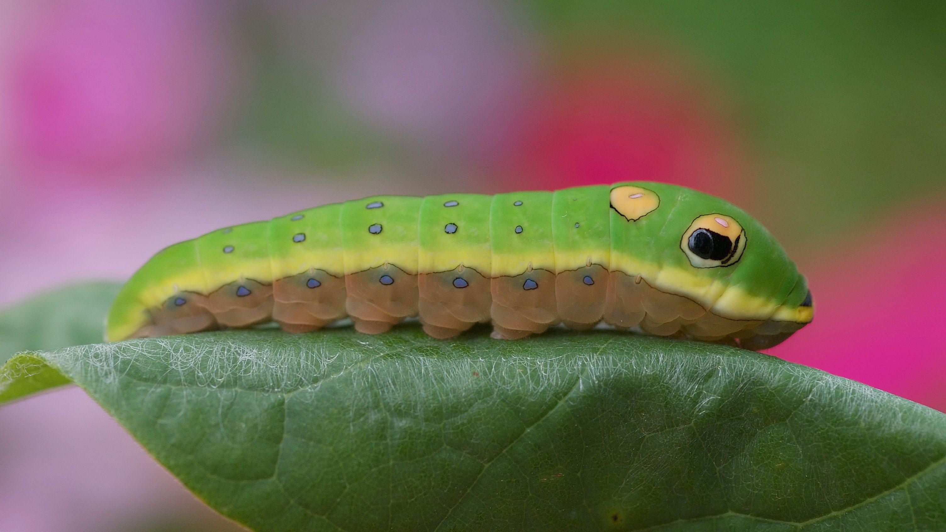 Macro Photography Caterpillar, animal, caterpillar, green