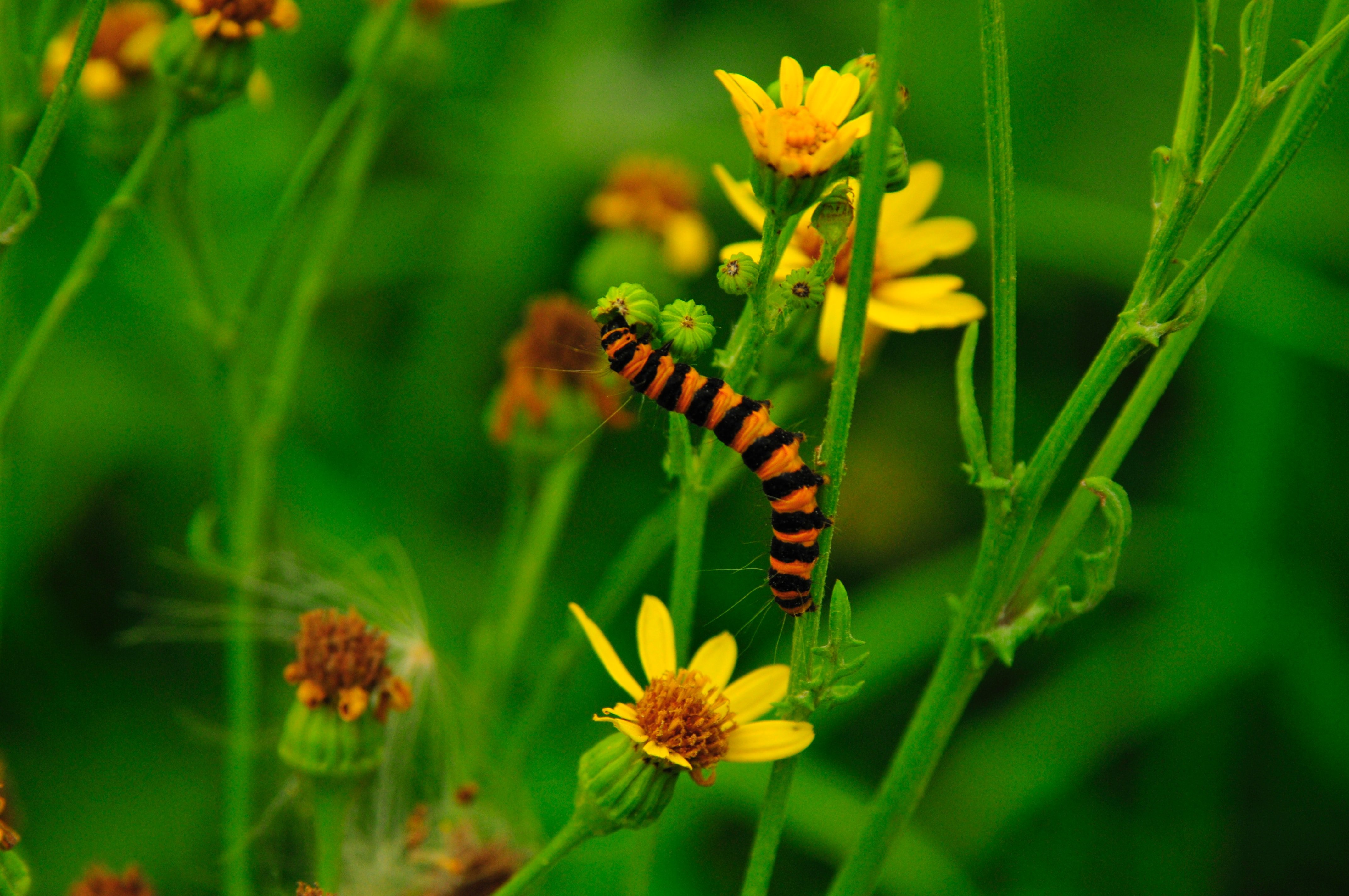 Caterpillar Picture. Download Free Image