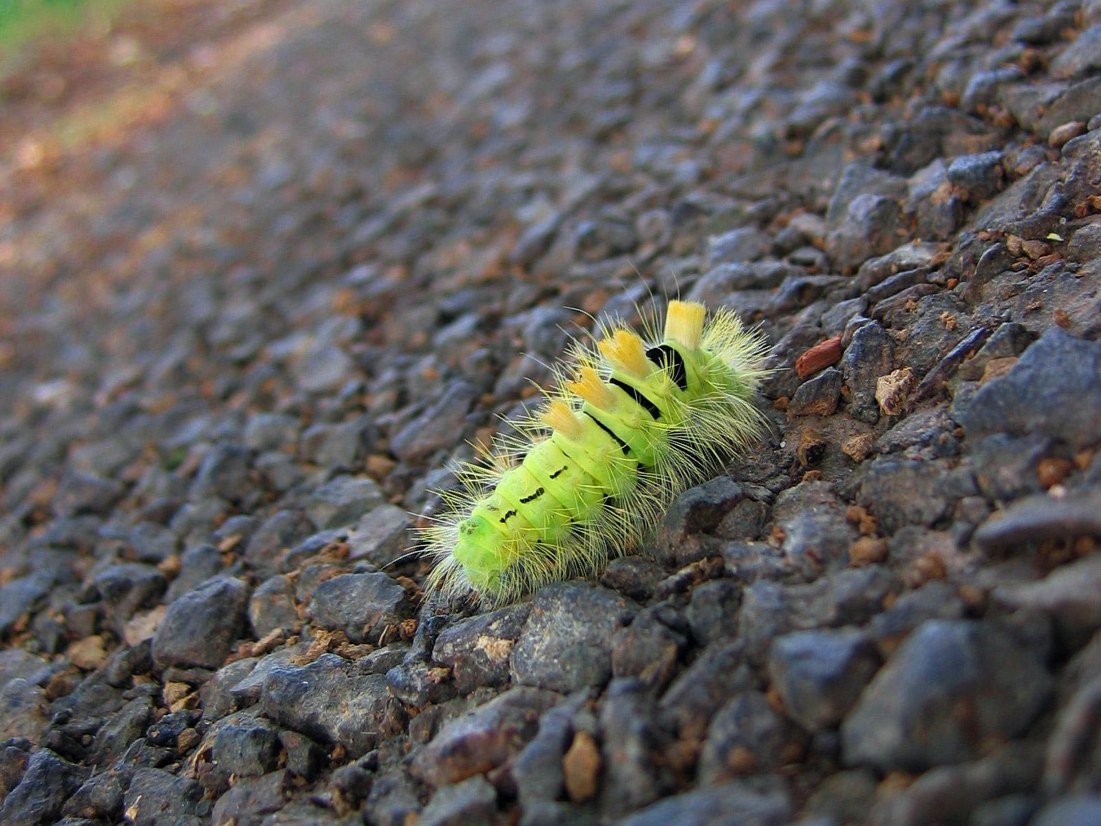 Download desktop wallpaper Bright green caterpillar