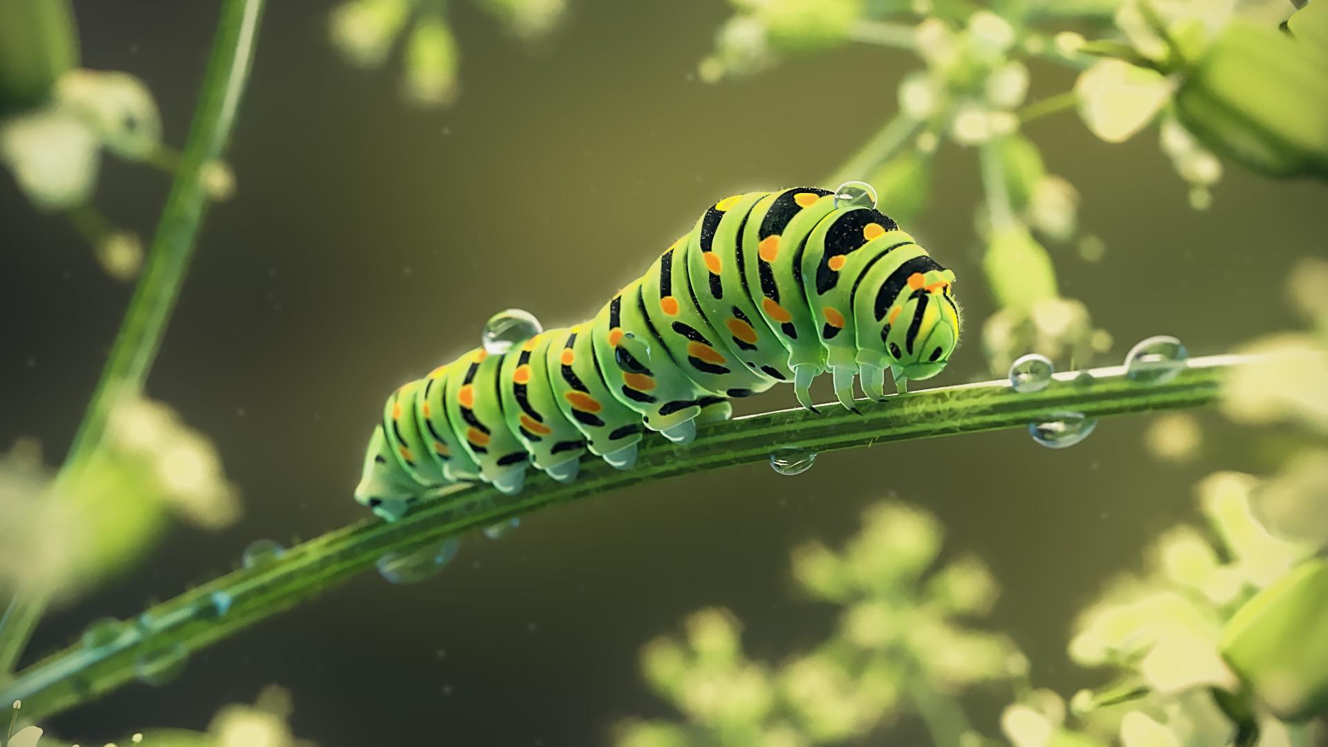 Wallpaper Caterpillars animal Closeup Painting Art