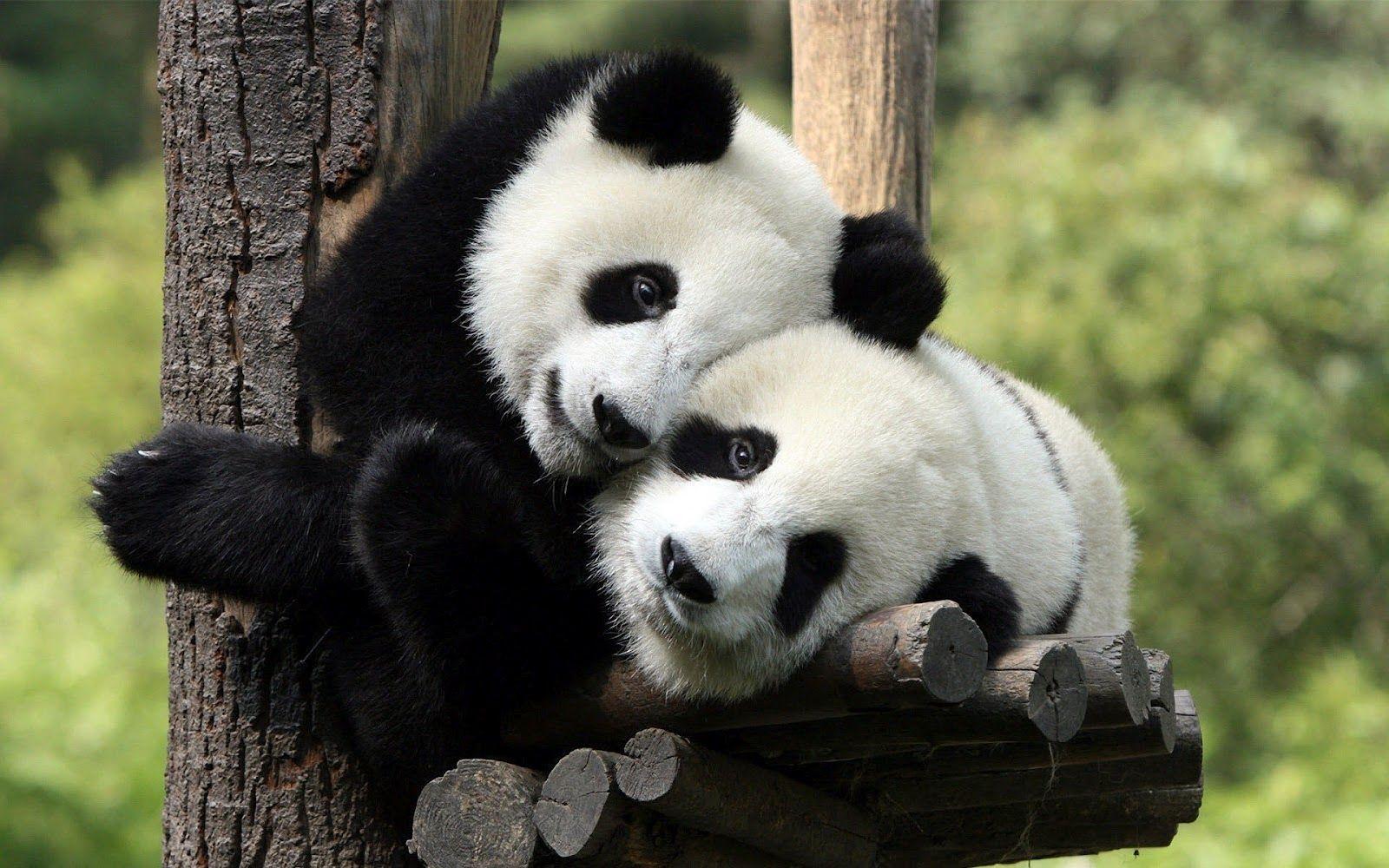 Two panda bears in a tree wallpaper. HD Animals Wallpaper