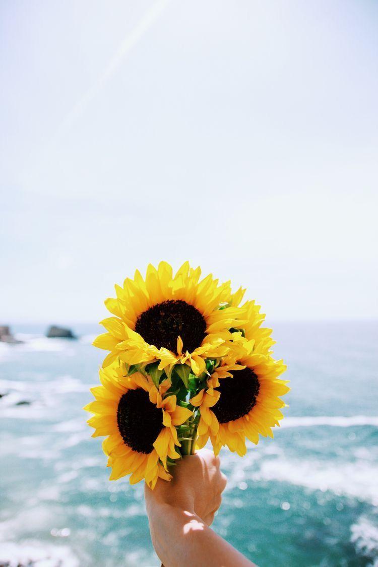 ♕ Amymckeown5. Sunflower Wallpaper, Beautiful Flowers