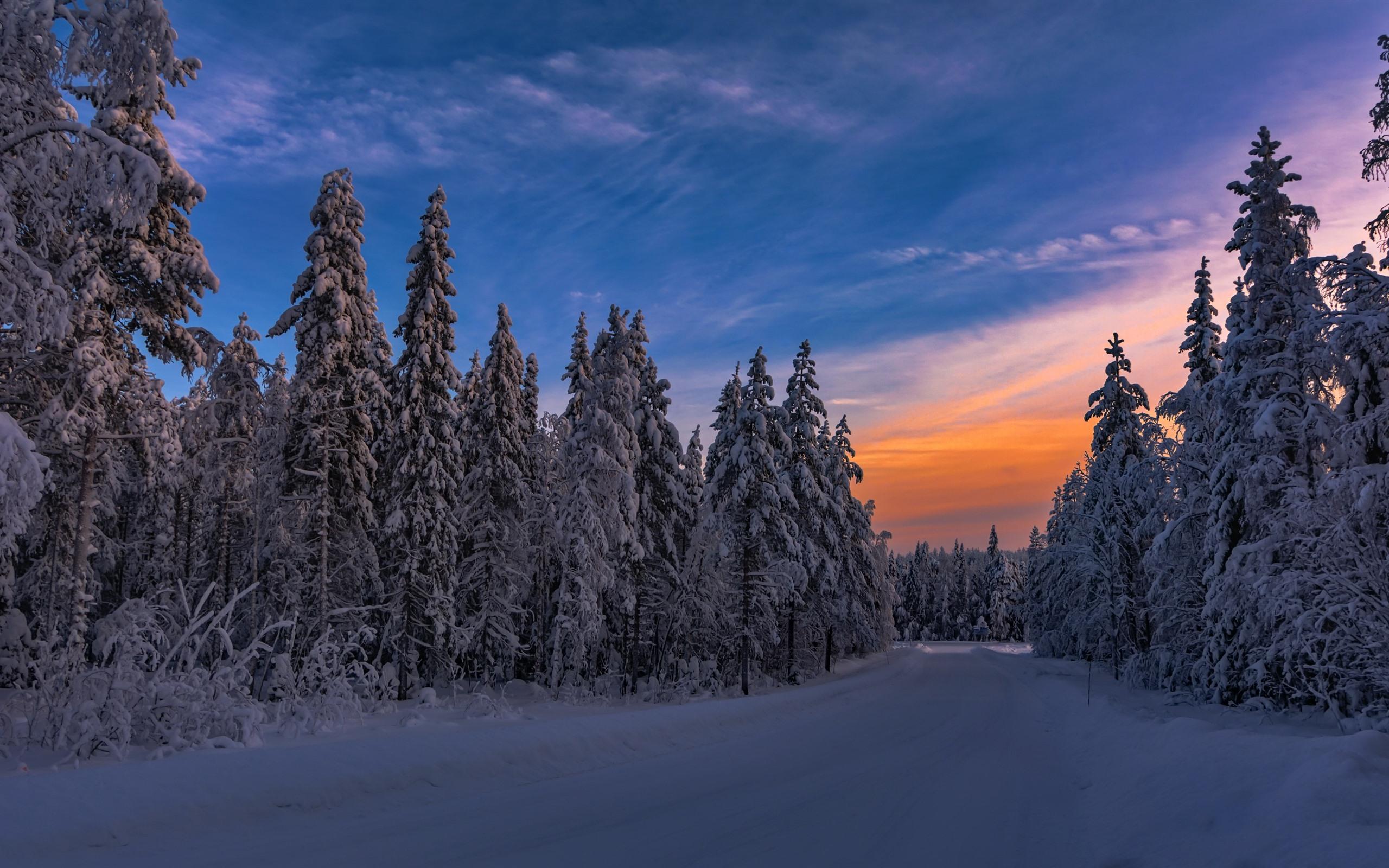 Wallpaper Winter, dusk, trees, snow, cold 2560x1600 HD Picture, Image