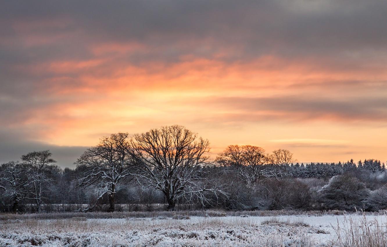 Wallpaper twilight, trees, sunset, winter, snow, dusk image