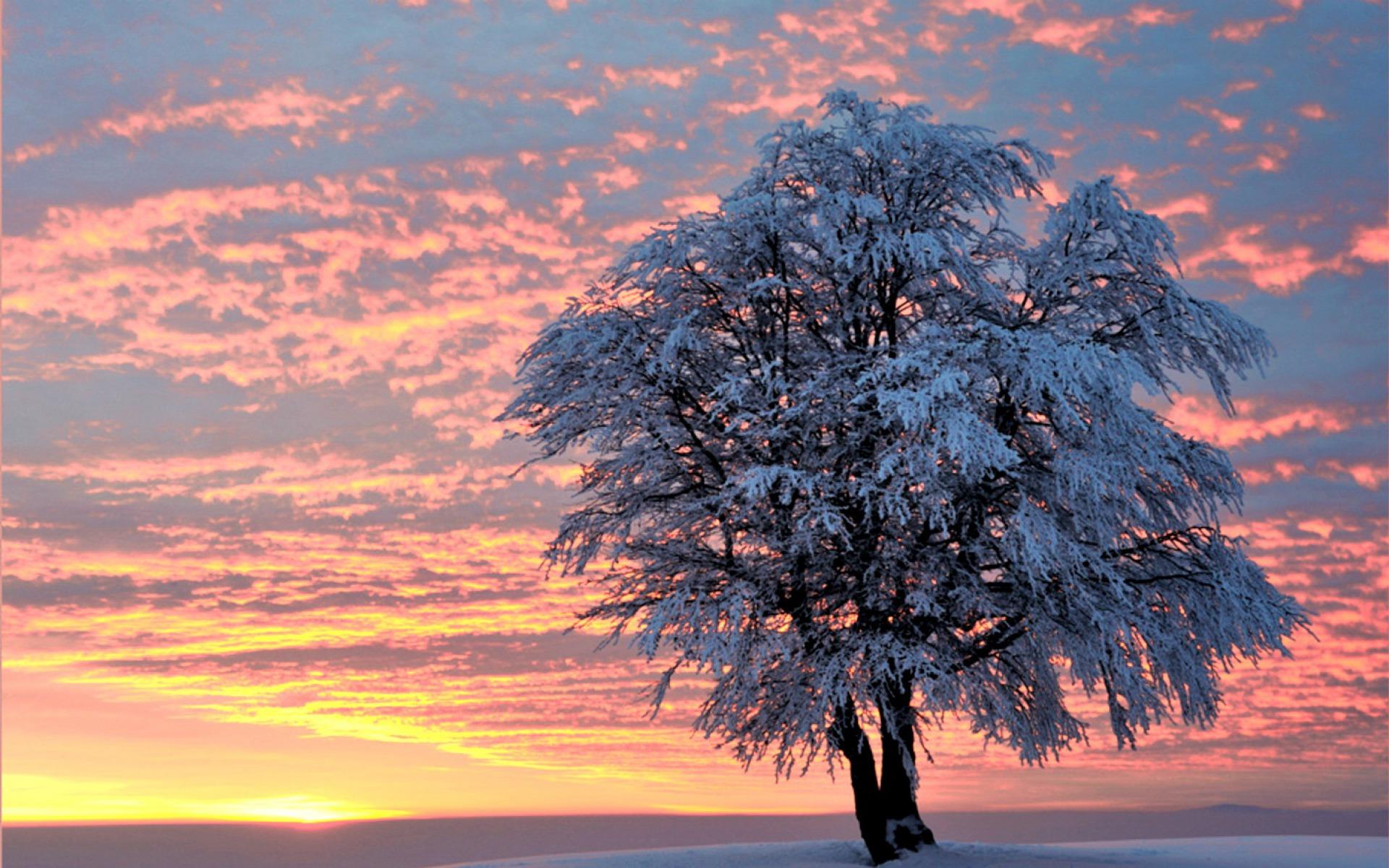 Sunset Winter Tree wallpaper. Sunset Winter Tree