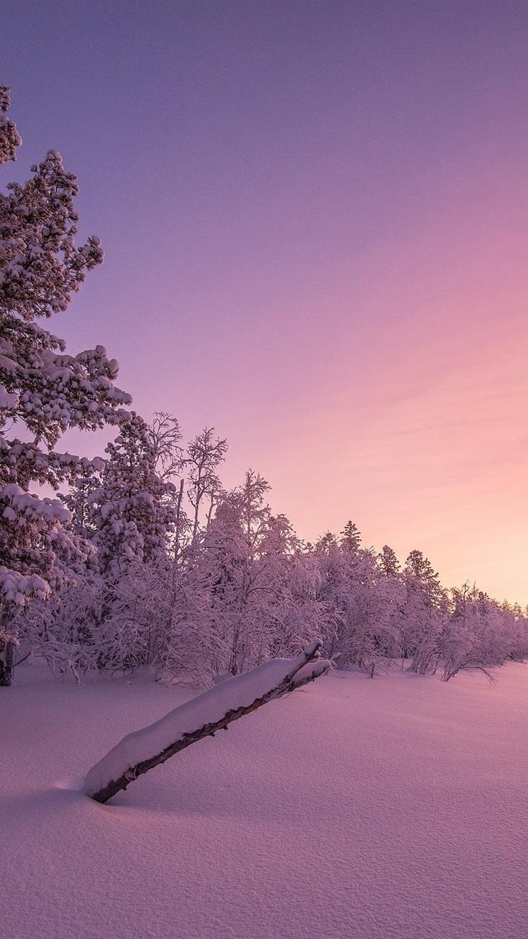 Winter, Snow, Trees, Dusk, Sunset 750x1334 IPhone 8 7 6 6S