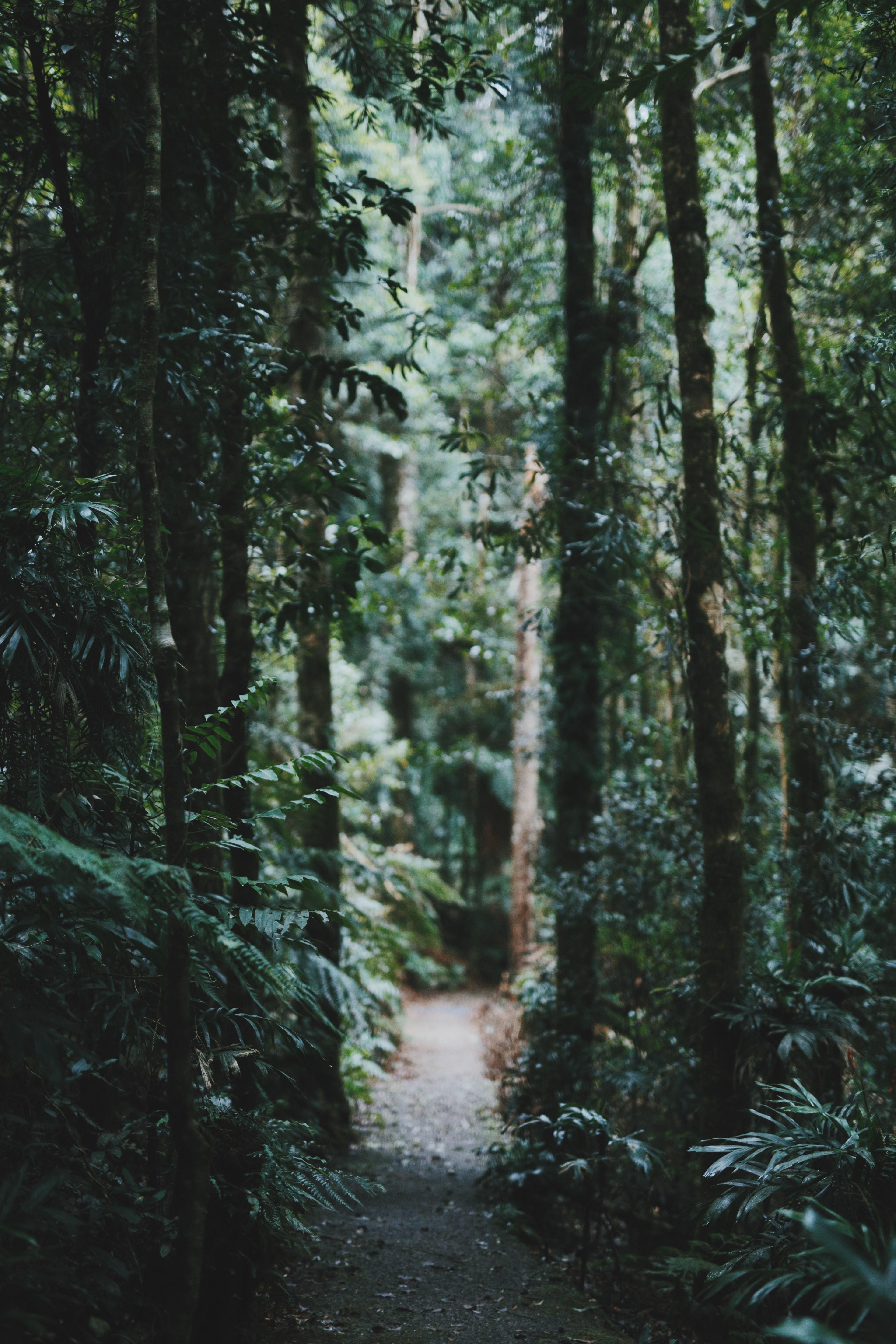 A Narrow Dirt Path Through A Green Forest Forest