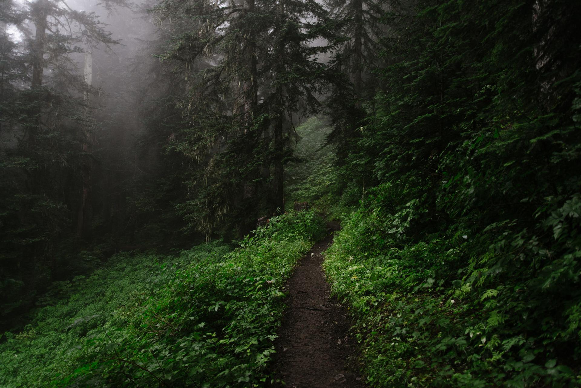Narrow Path in Dark Forest HD Wallpaper. Background Image