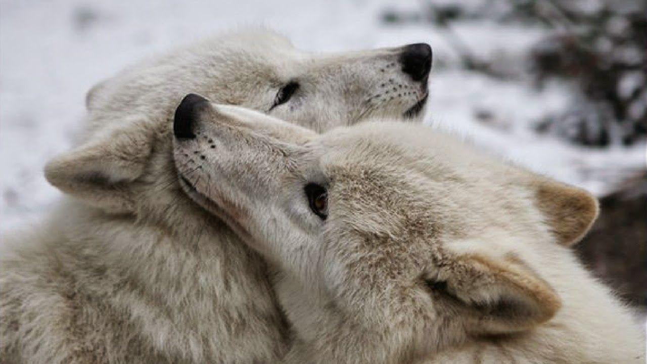 White Wolf, 20 Photo Of Wolf Kisses For Your Very Special
