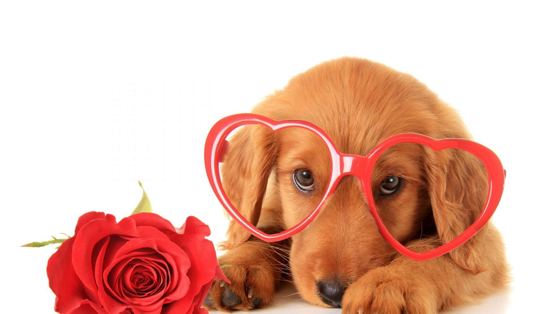 Valentines Day Puppy Wallpapers - Wallpaper Cave