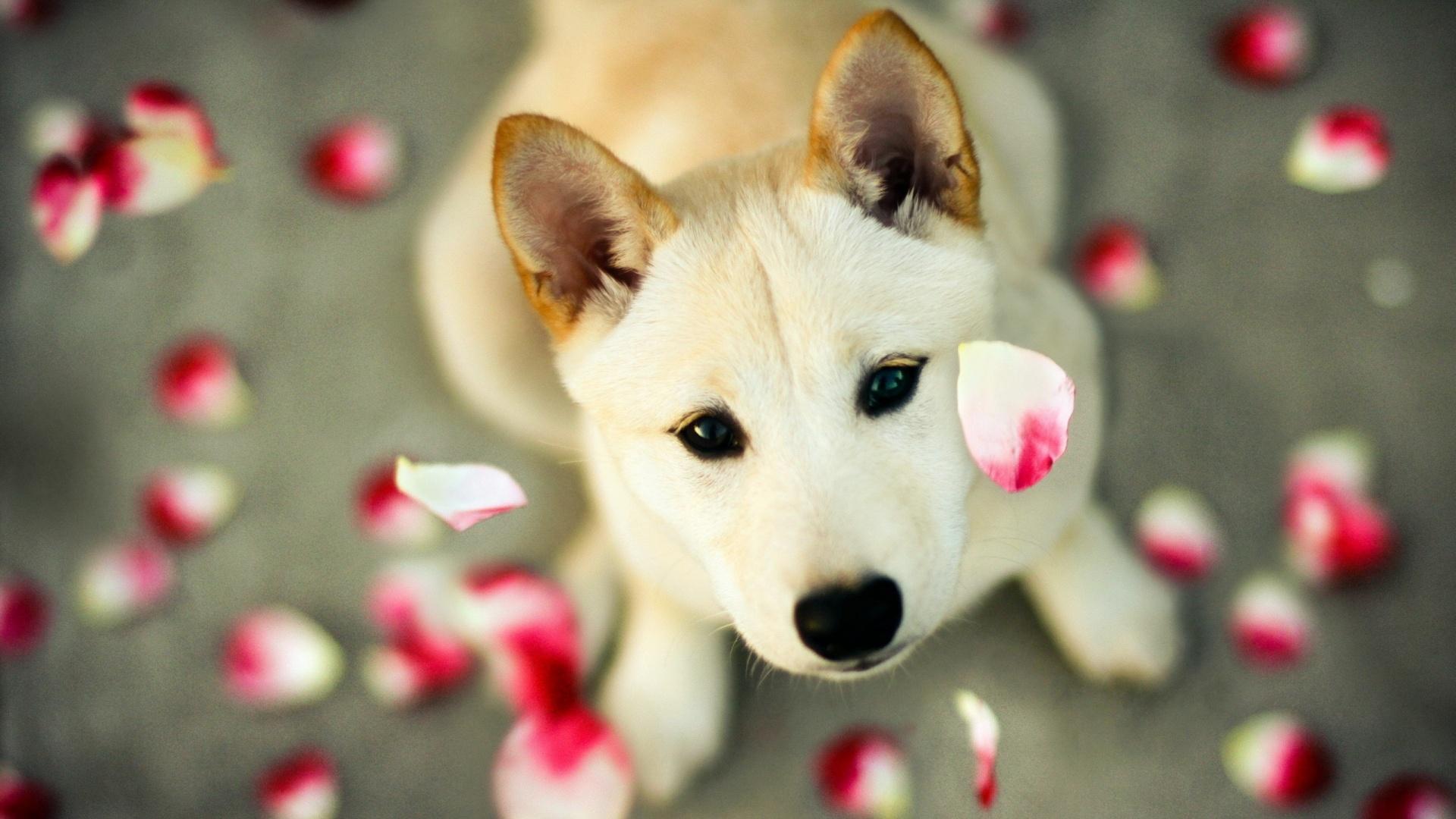 Free Download Cute Puppy Wallpaper