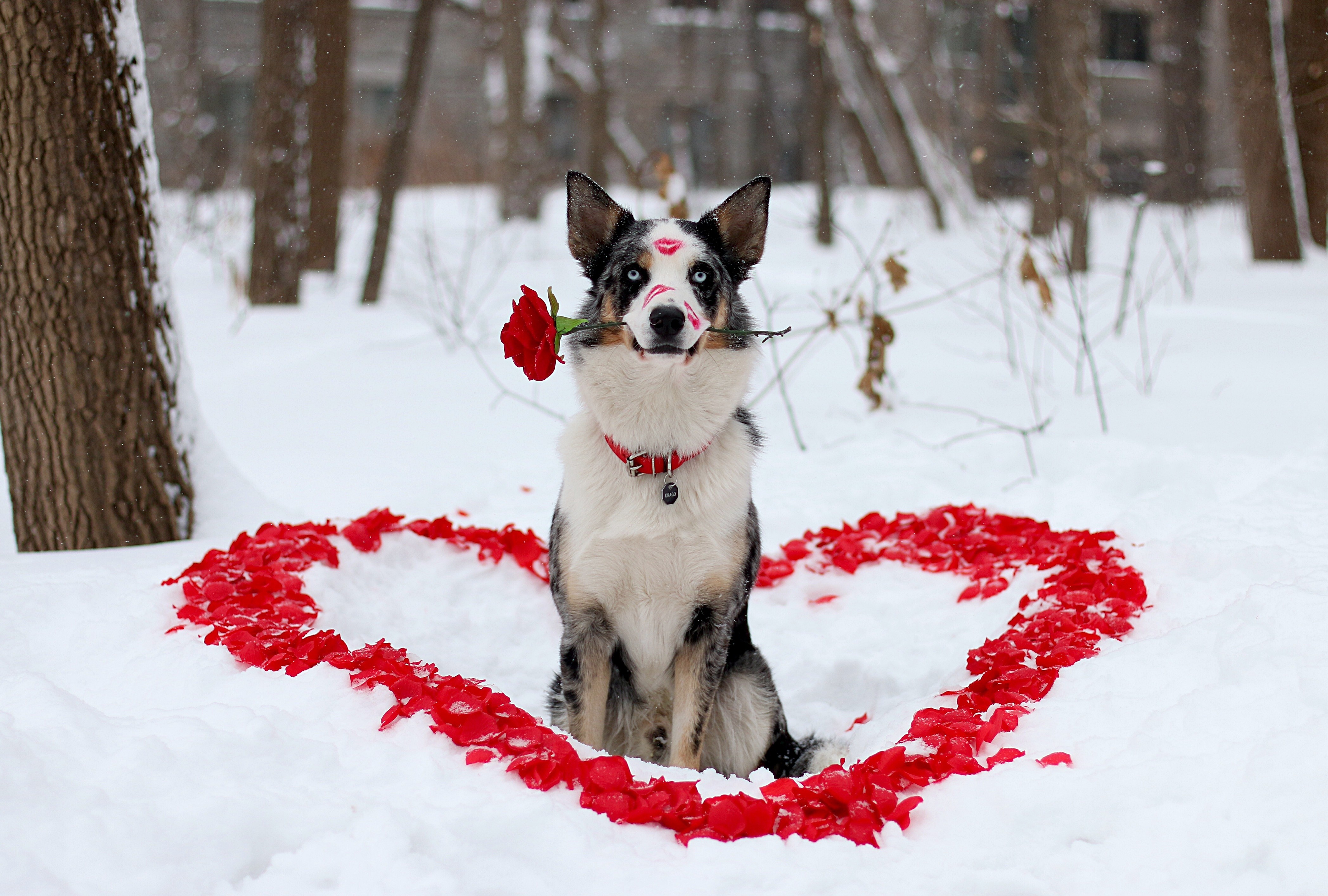 Free download Download Dog on Valentines Day Watch dog breeds