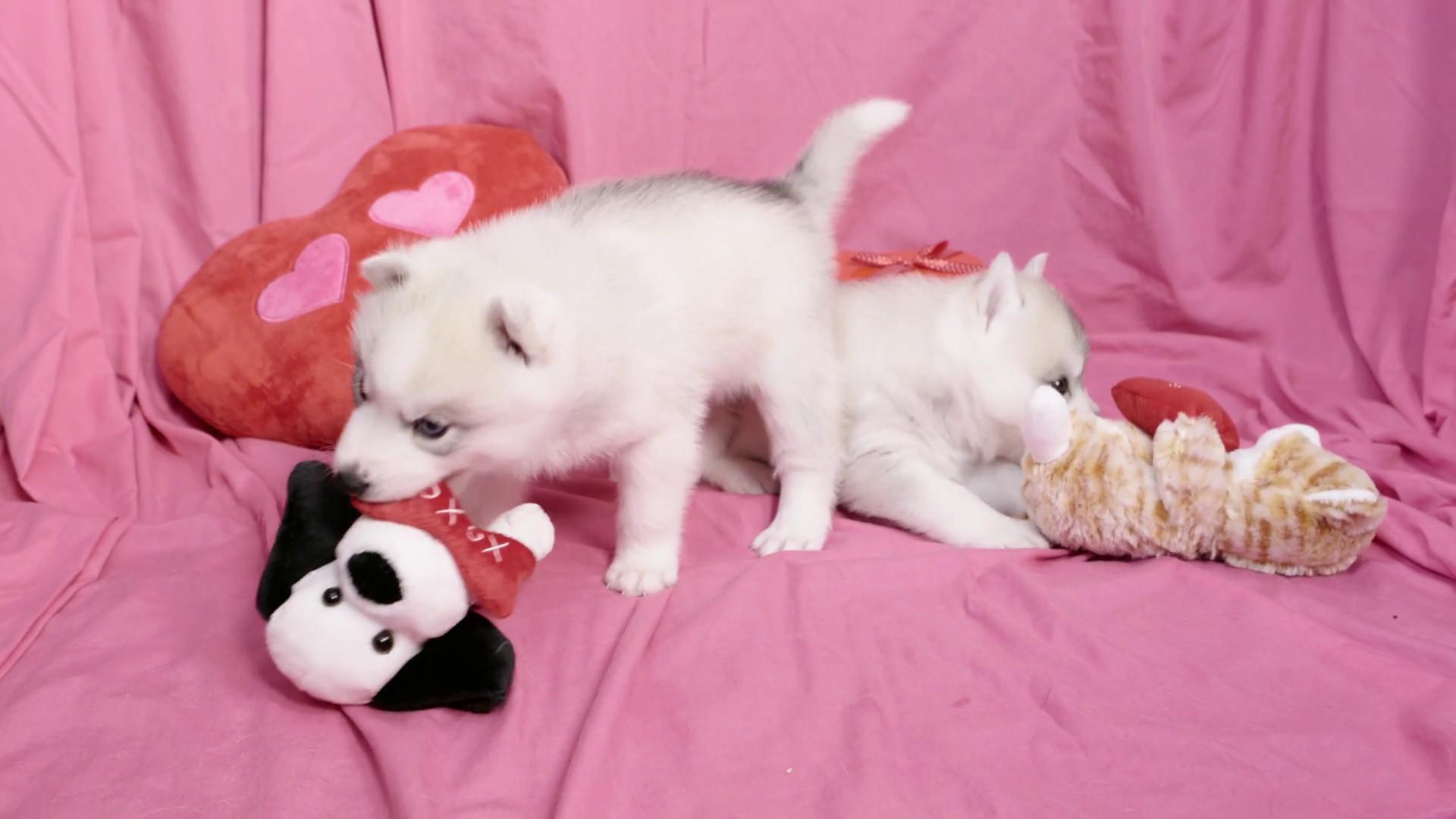 Puppy Valentine Wallpaper