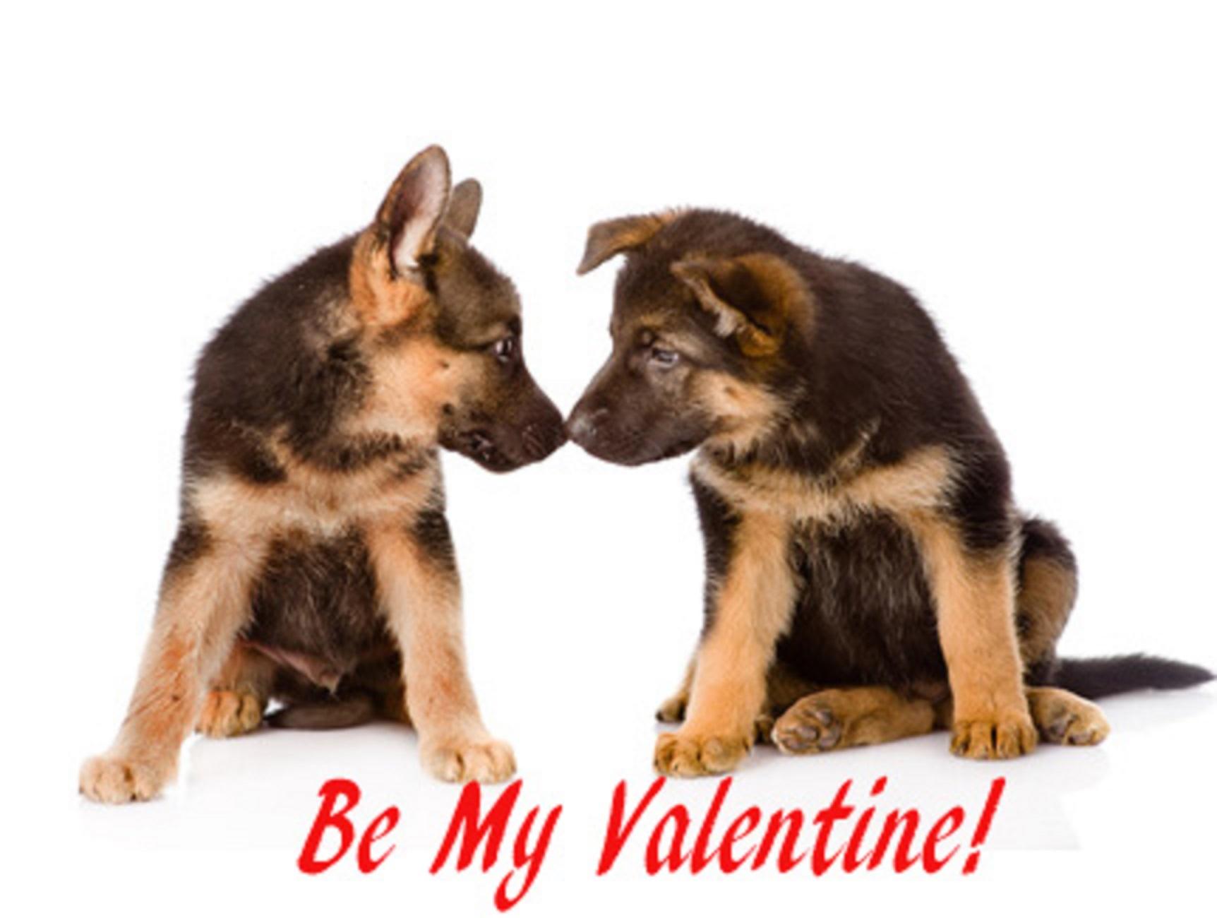 Valentine's Day Puppies That Will Melt Your Heart