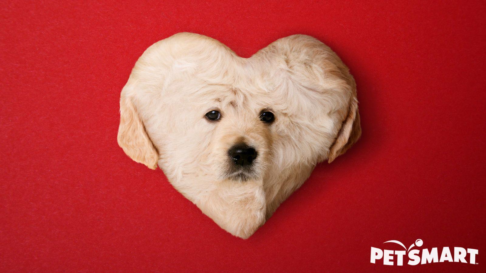PetSmart Introduces Heart Shaped Puppy For Valentine's Day