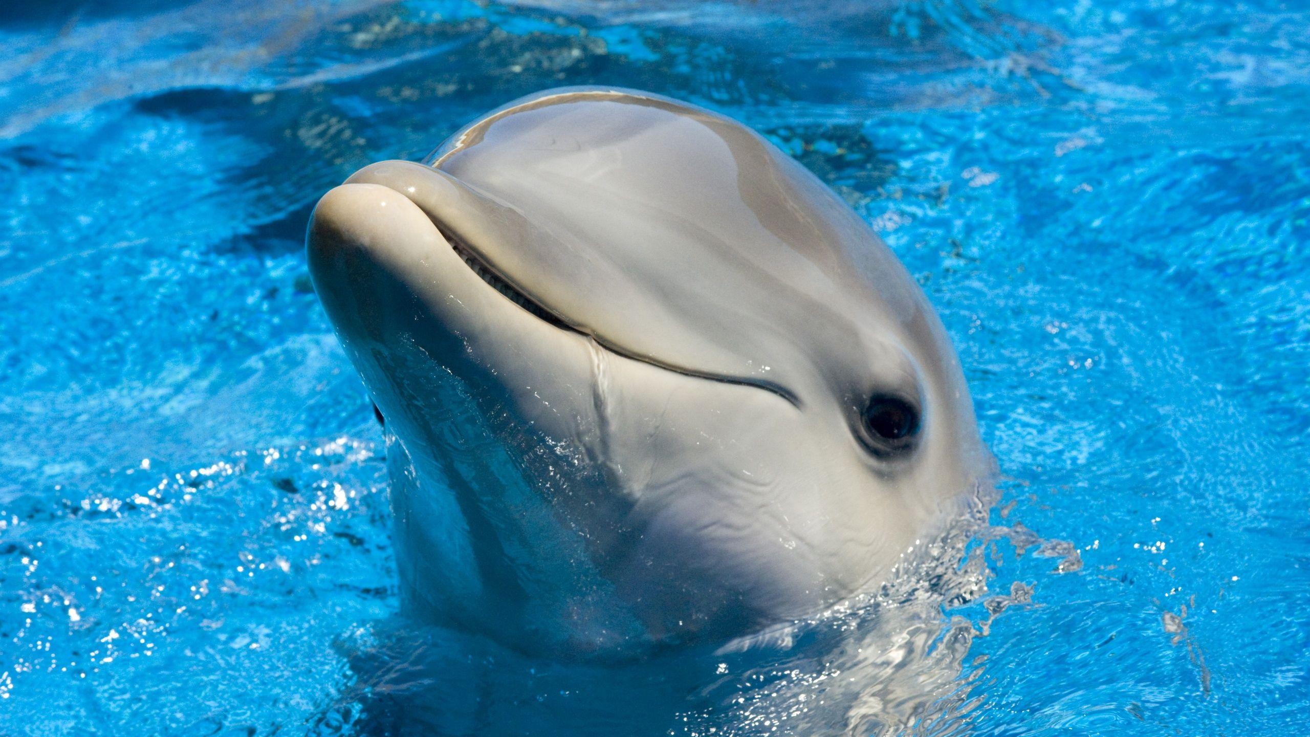 Cute dolphin Wallpaper. Dolphins, Dolphins animal, Deadly animals