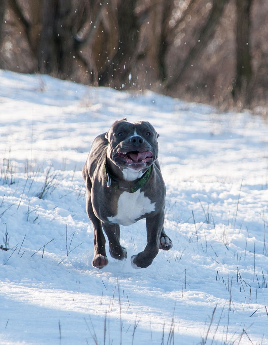 HD wallpaper: dog, pitbull, terrier, animal, winter, snow, cold temperature