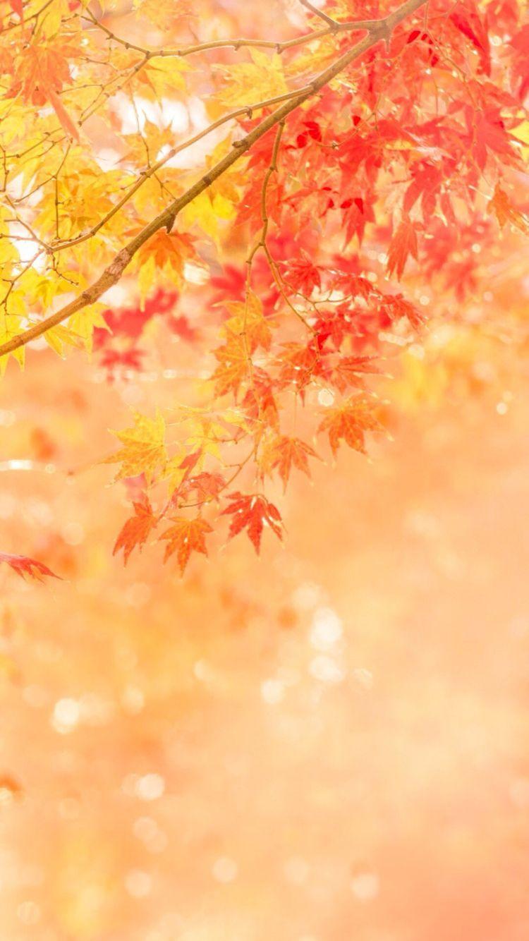 Autumn Minimal Wallpapers  Top Free Autumn Minimal Backgrounds   WallpaperAccess