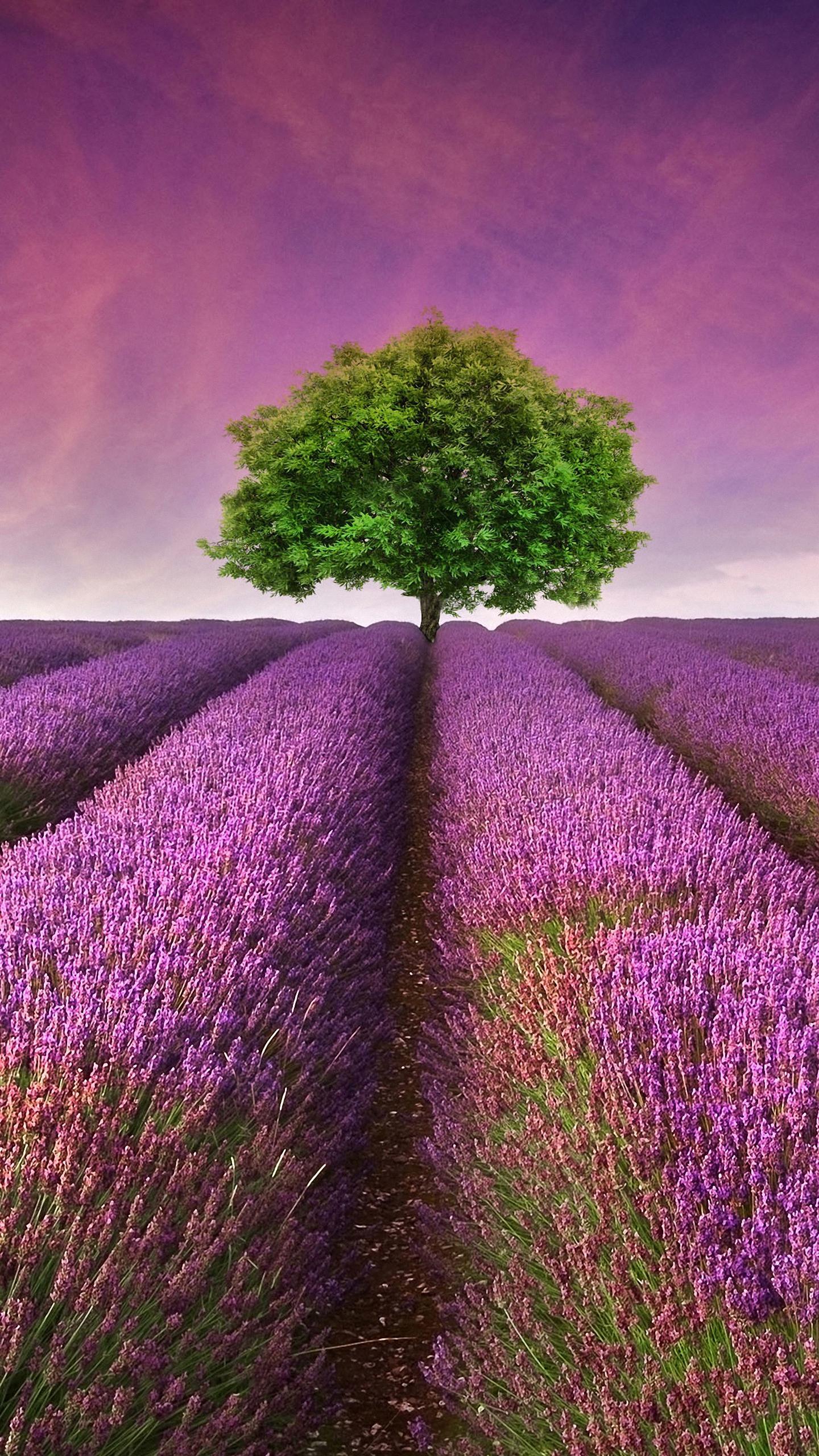 Hd Flowers Landscape Htc One M9 X9 Wallpaper