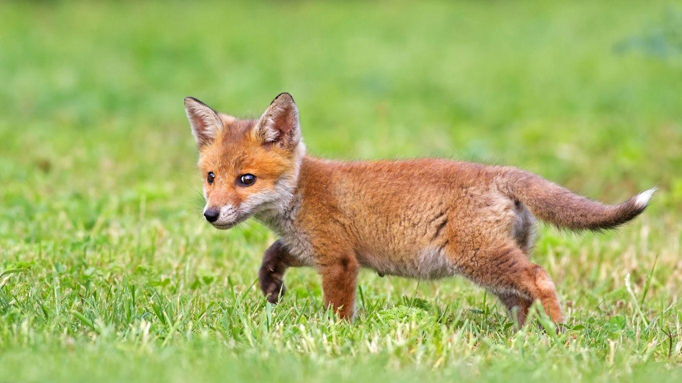 Cute Fox Wallpaper