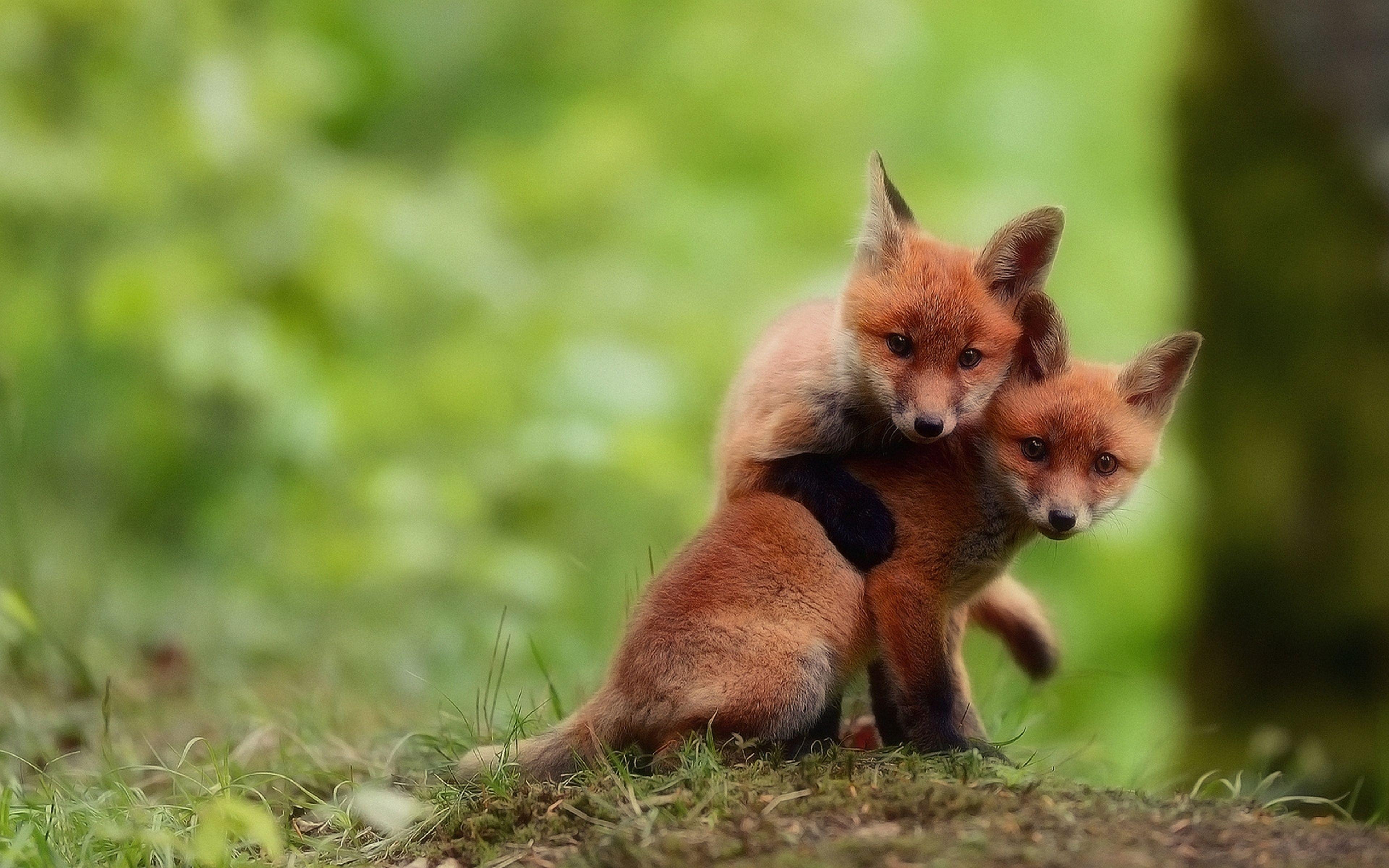 Lovely Fox Babies Wallpaper. Cute animals puppies, Baby animals