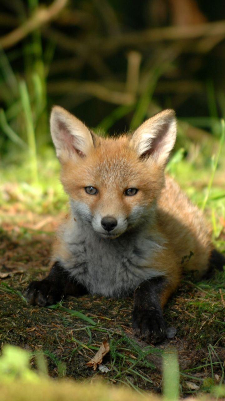 Cute Baby Foxes Wallpapers - Wallpaper Cave