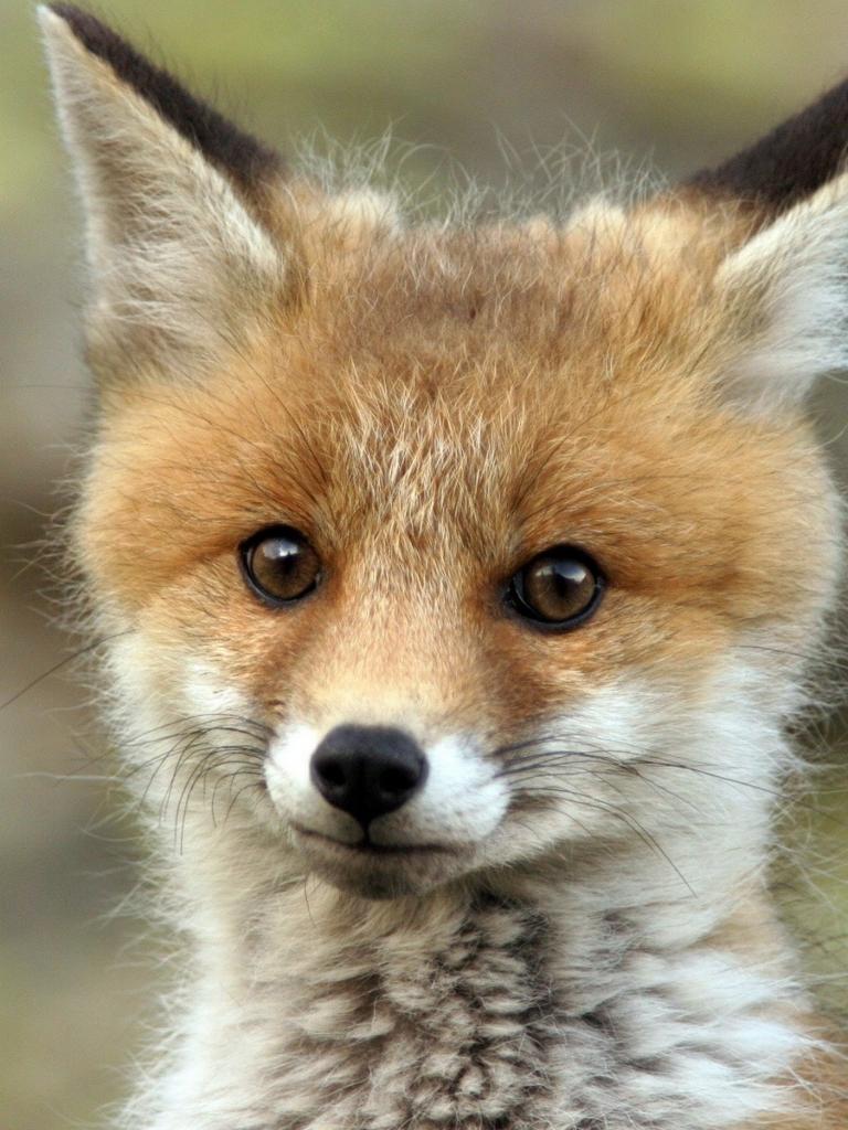 Free download Cute Baby Fox Wallpaper Image Picture Becuo